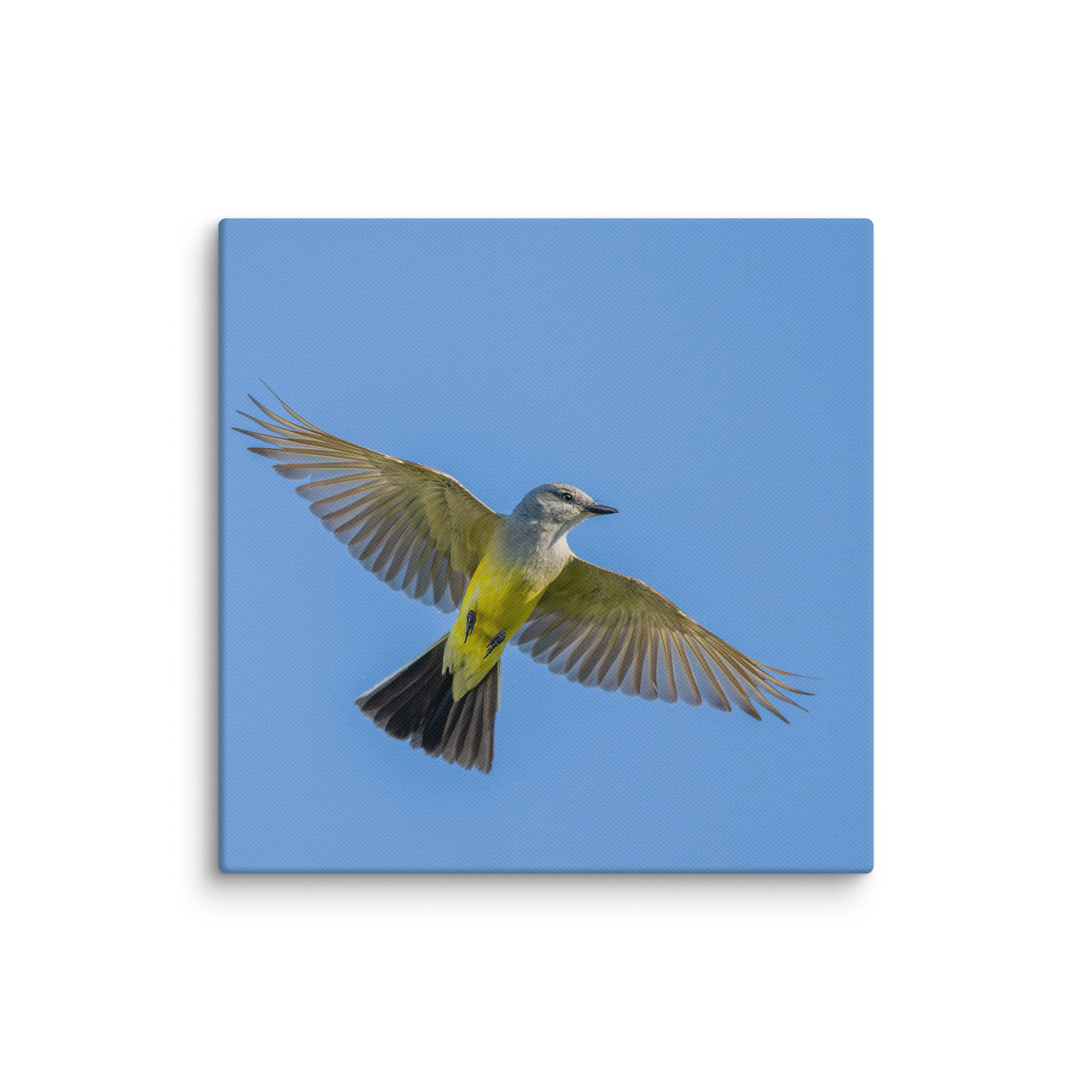 Western kingbird in flight! Canvas - Image 21