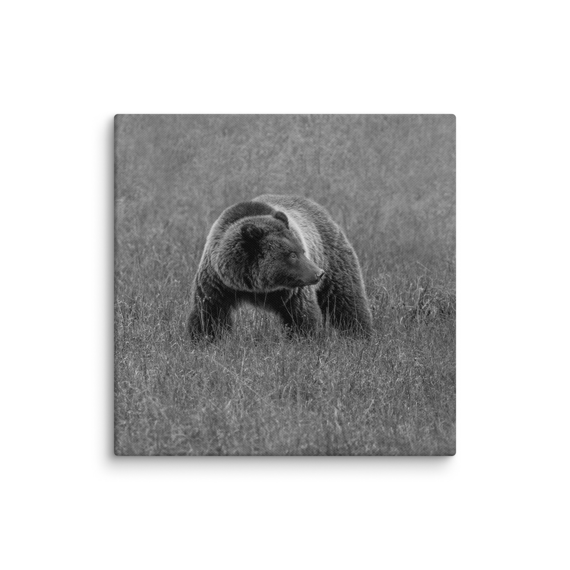 Grizzley bear on Alert! Canvas - Image 18