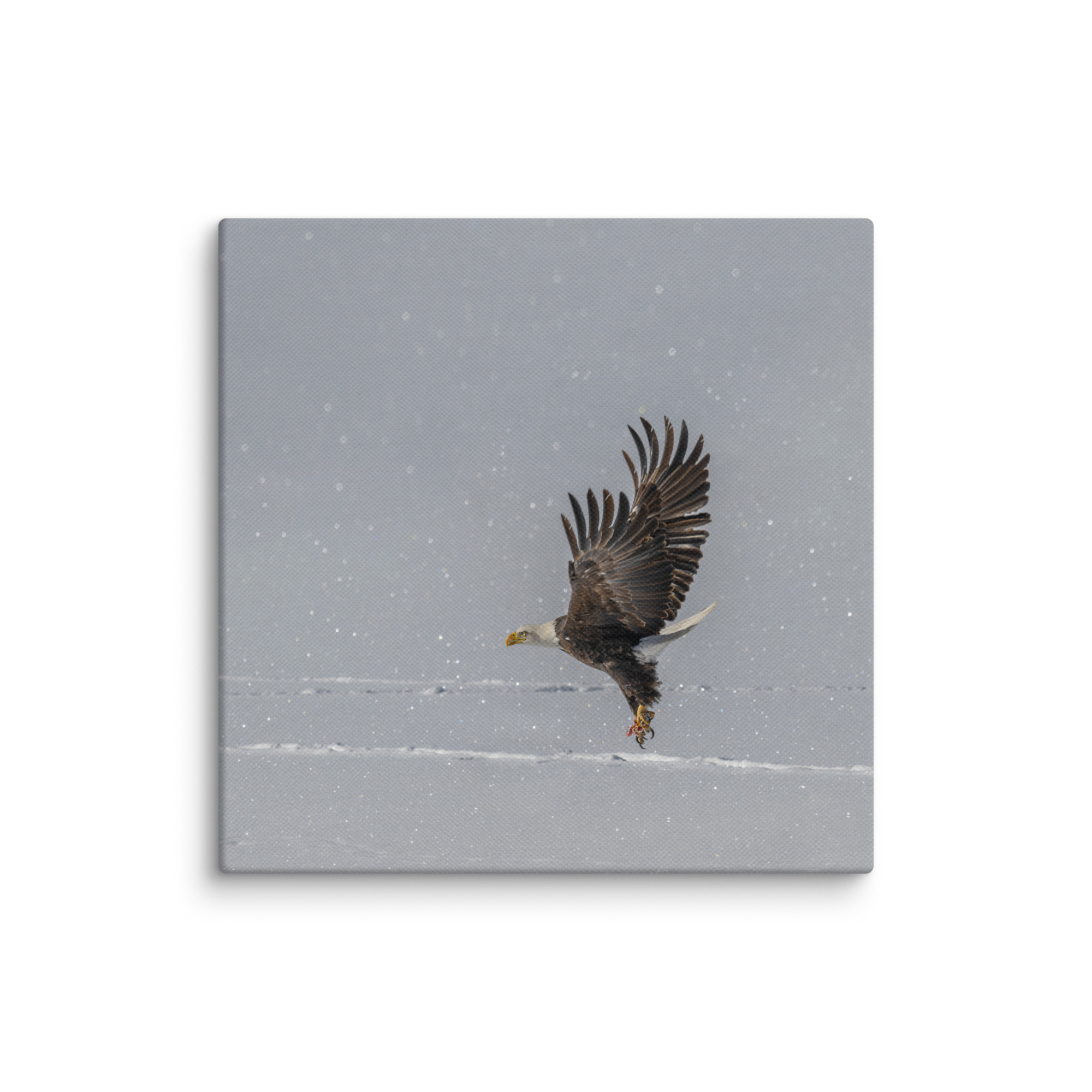 Bald eagle hunting in snow! Canvas - Image 13