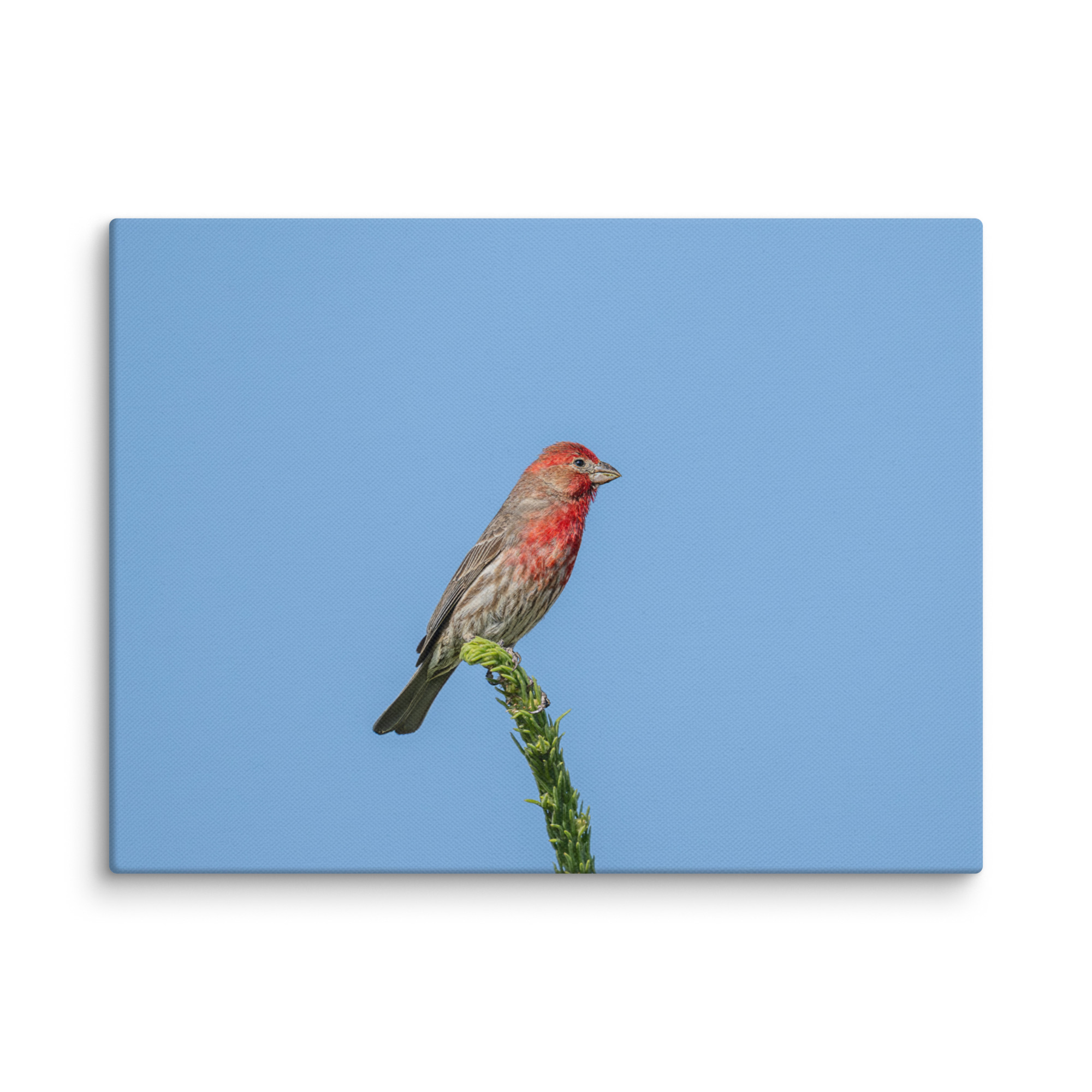 Male House Finch! Canvas - Image 16