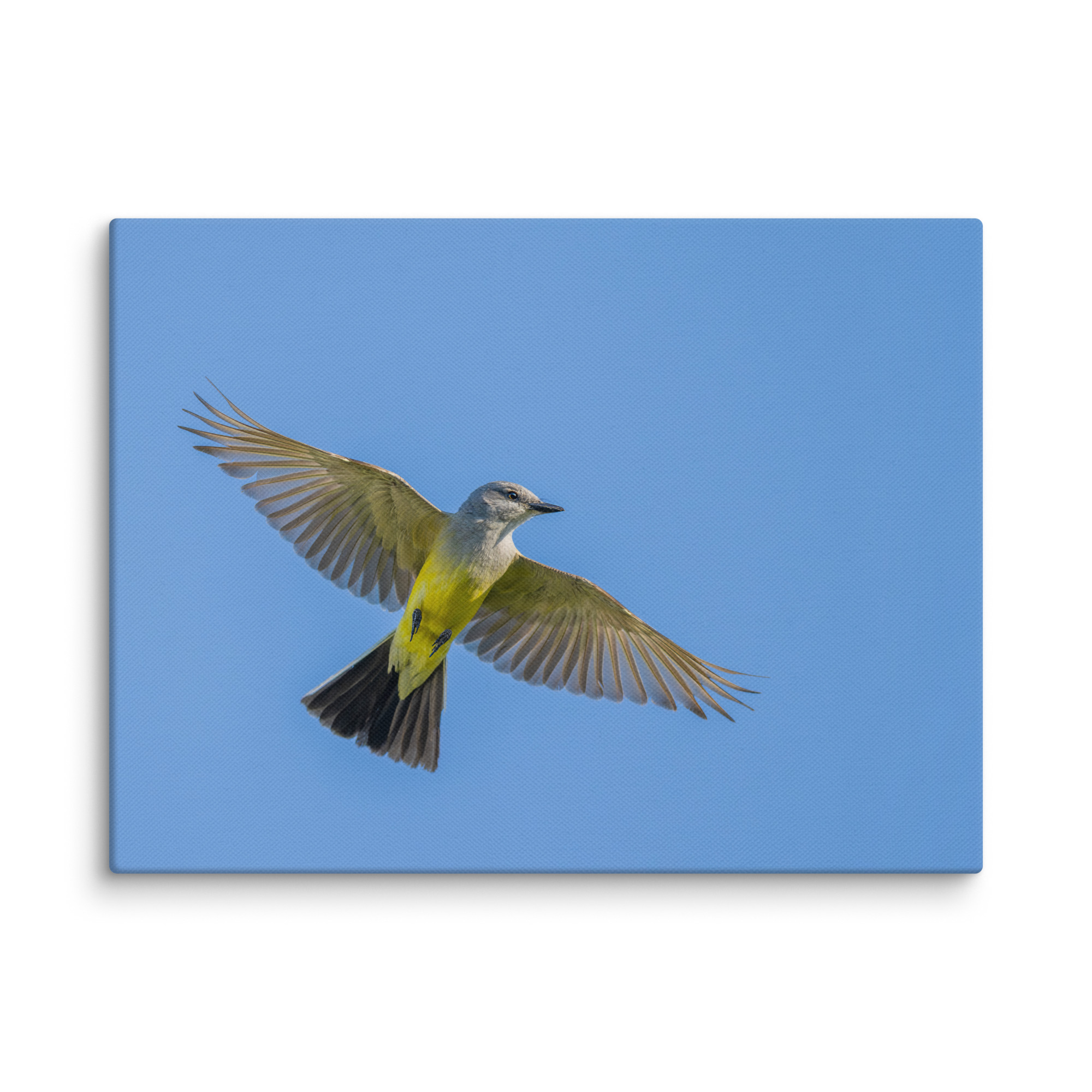 Western kingbird in flight! Canvas - Image 22