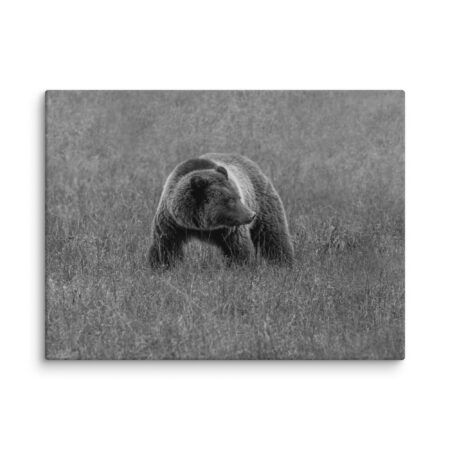 Grizzley bear on Alert! Canvas