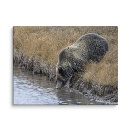 Grizzly bear quenching thirst! Canvas