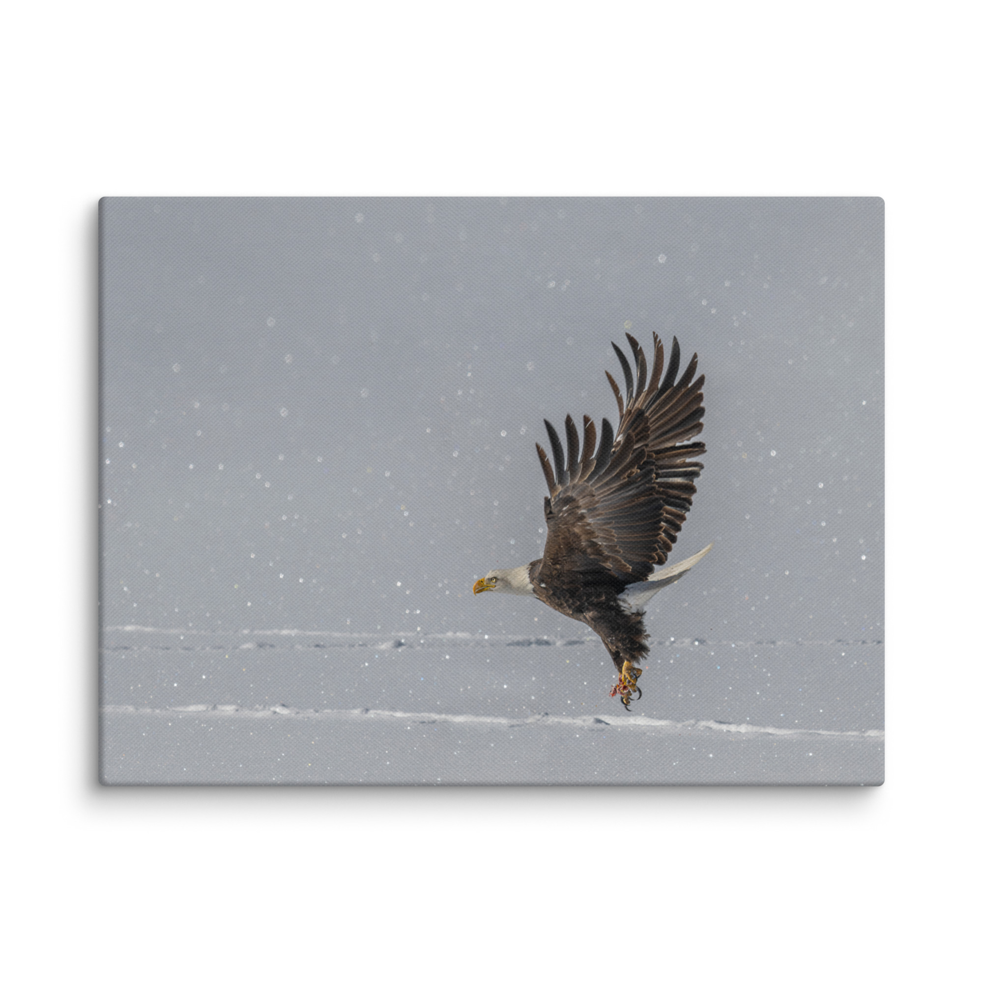 Bald eagle hunting in snow! Canvas - Image 14