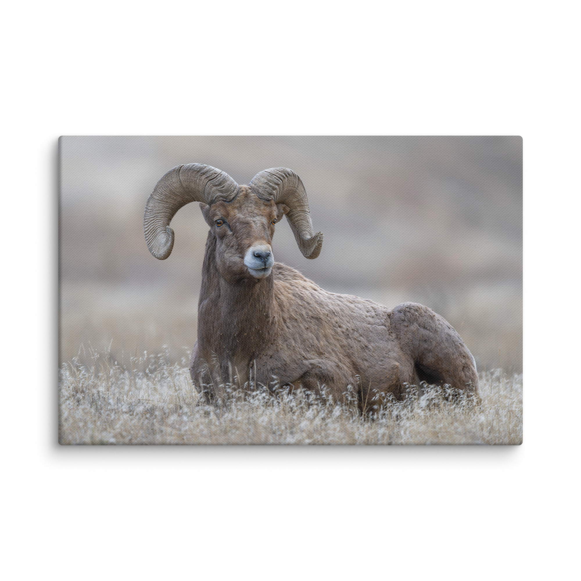 Monarch of Montana Meadows! Canvas - Image 4