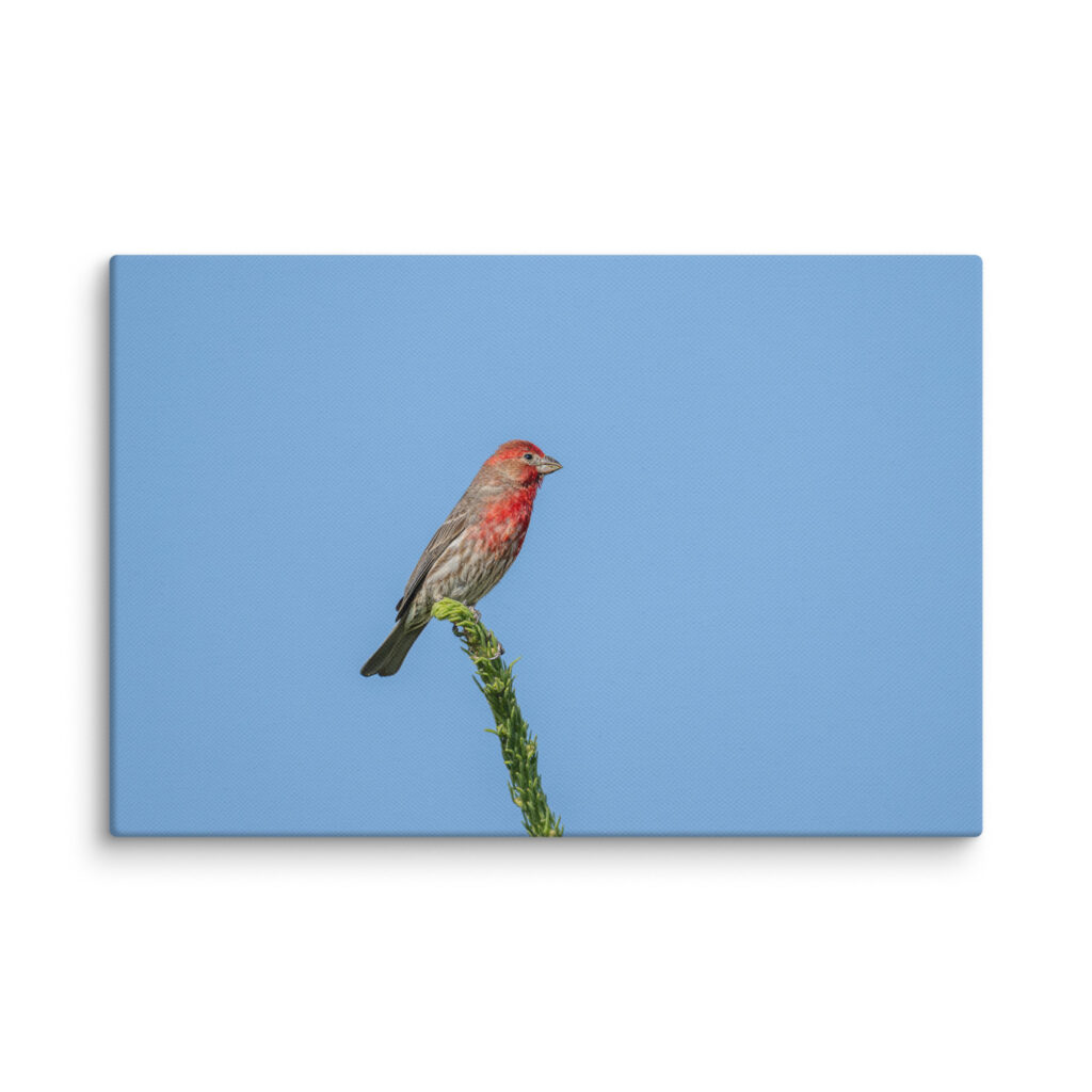 Male House Finch! Canvas