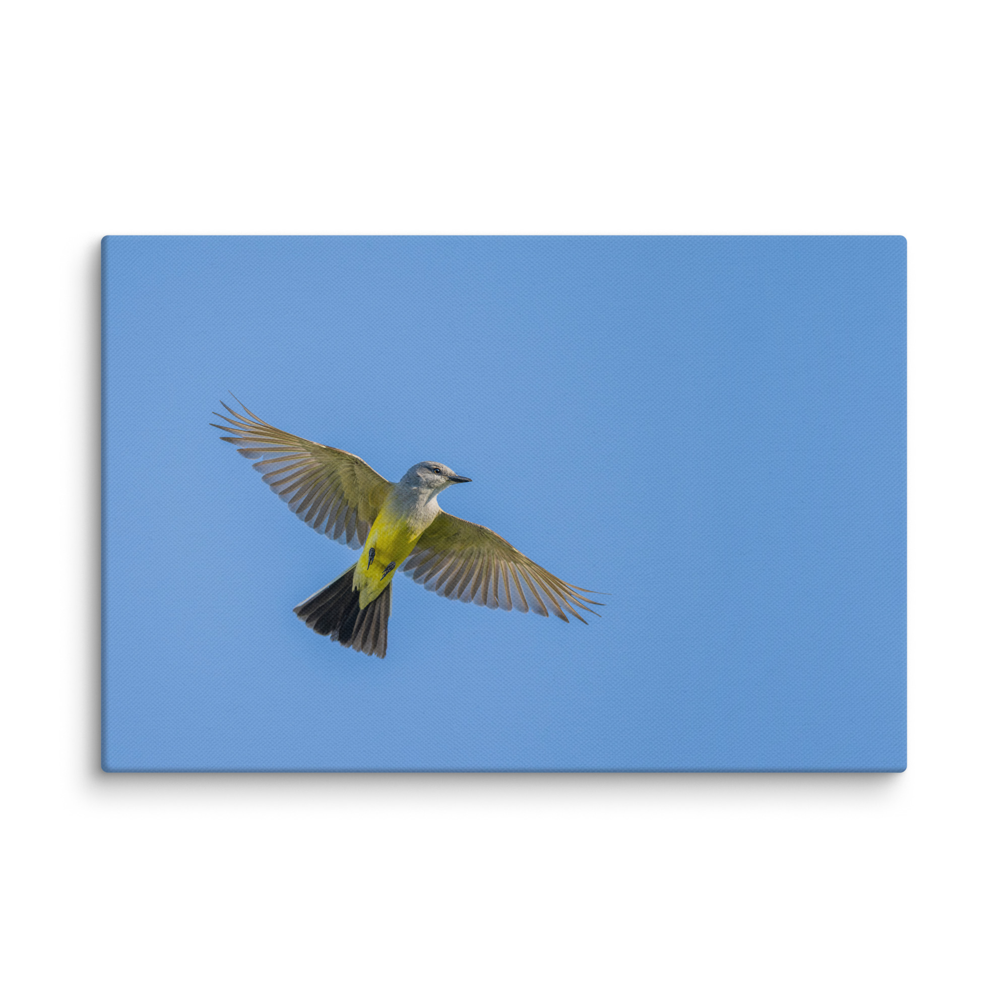 Western kingbird in flight! Canvas