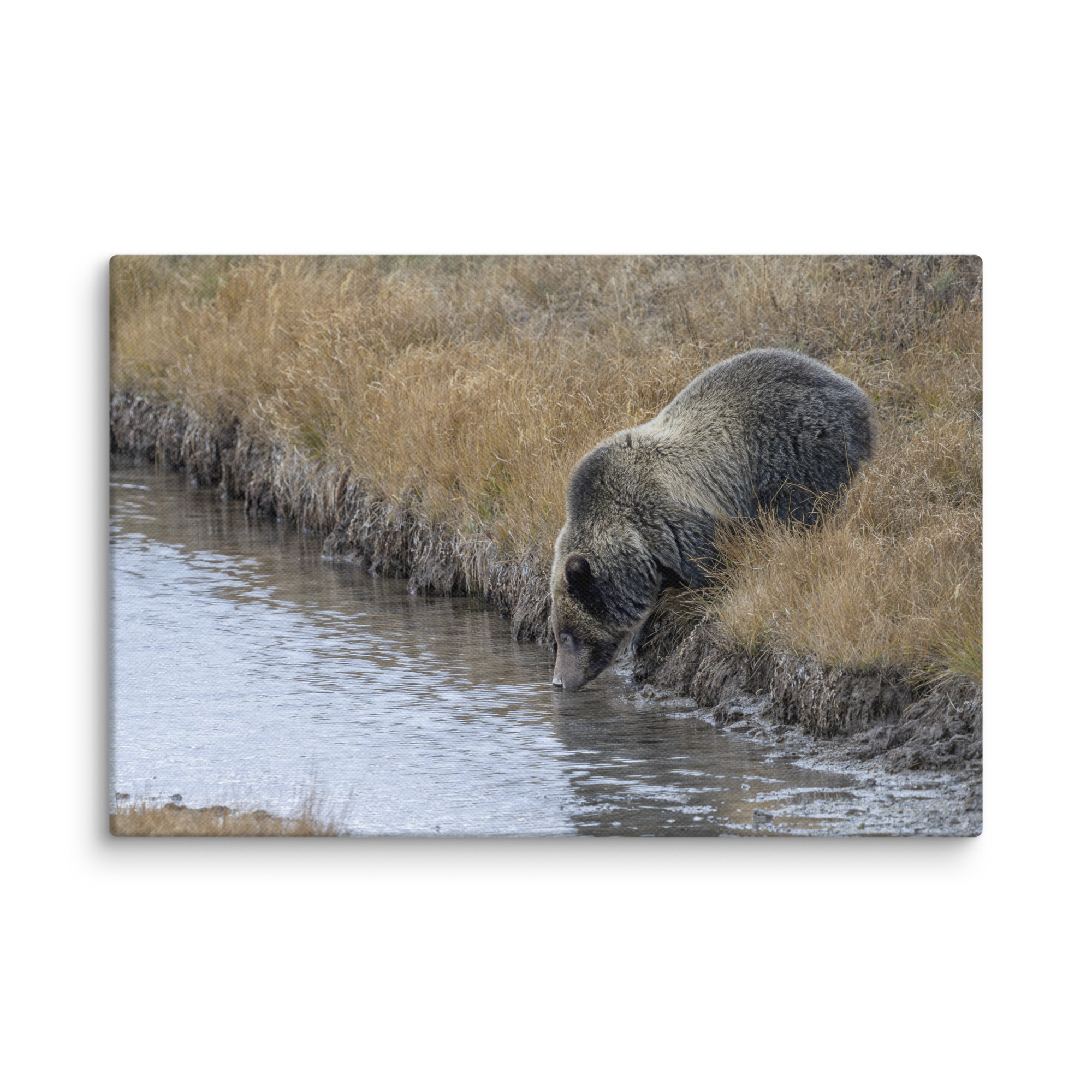 Grizzly bear quenching thirst! Canvas - Image 5