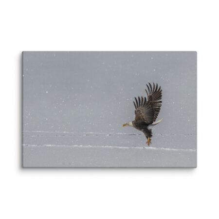 Bald eagle hunting in snow! Canvas
