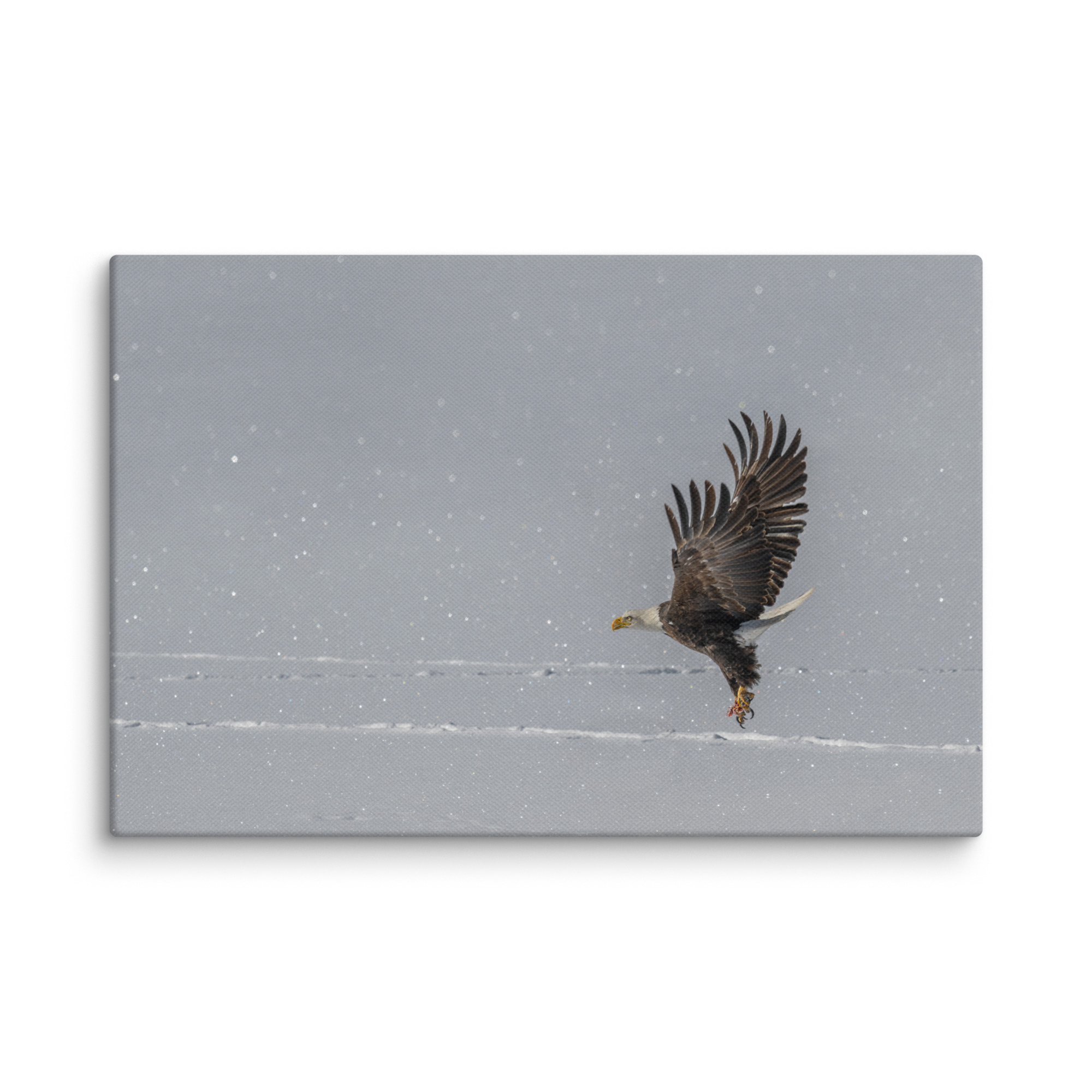 Bald eagle hunting in snow! Canvas