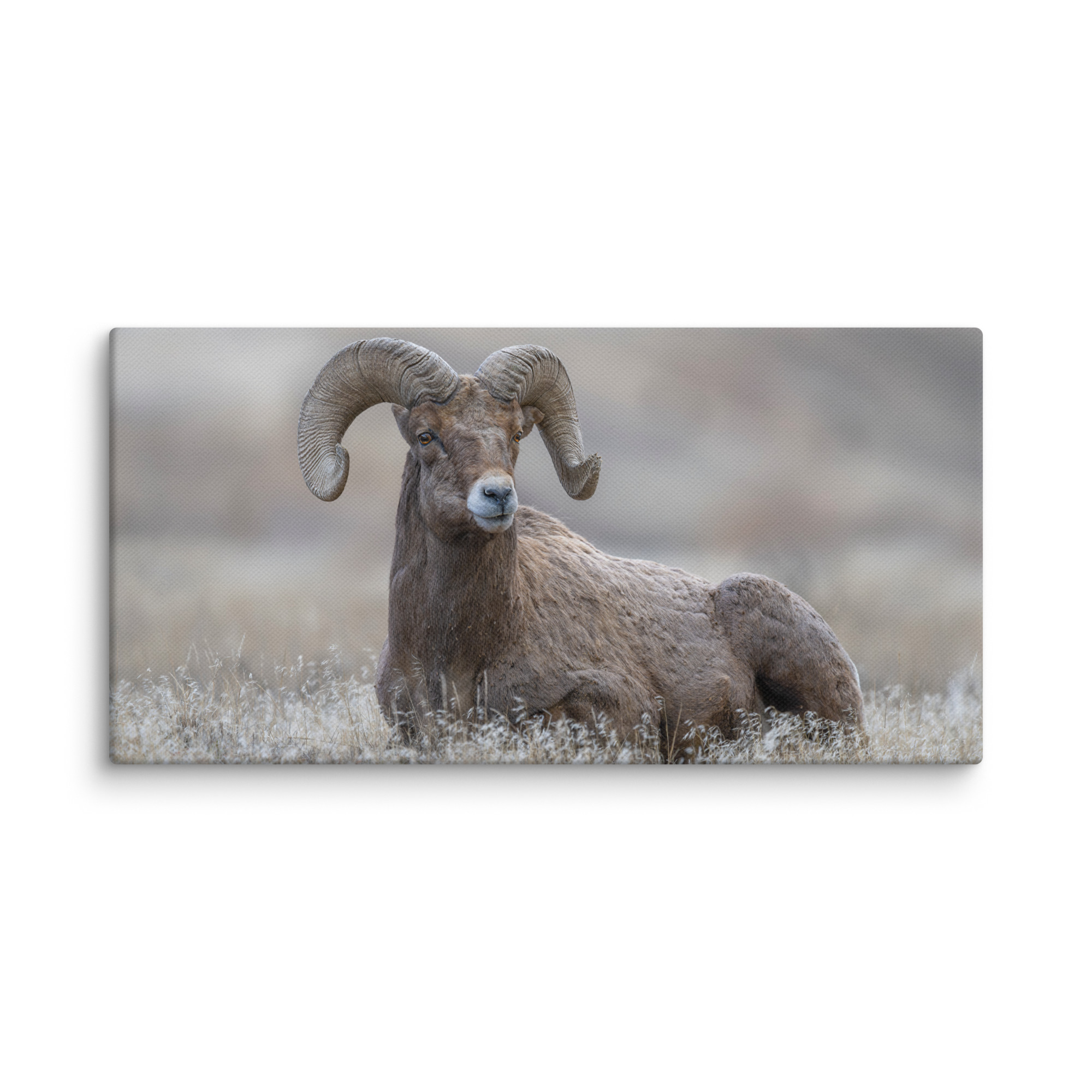 Monarch of Montana Meadows! Canvas - Image 5