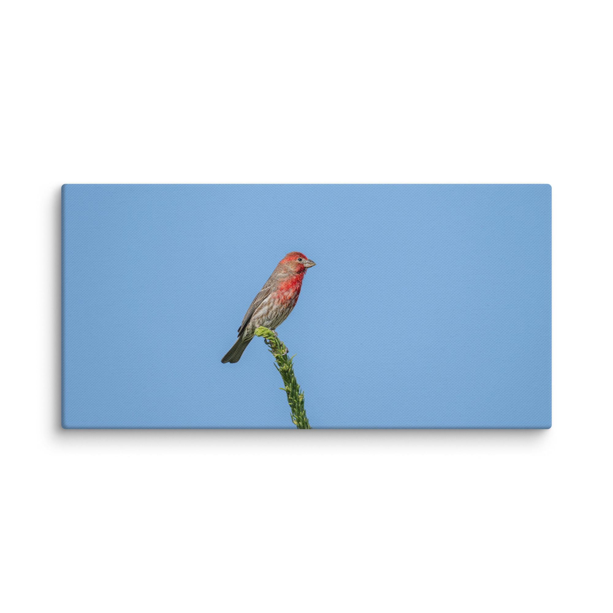 Male House Finch! Canvas - Image 5