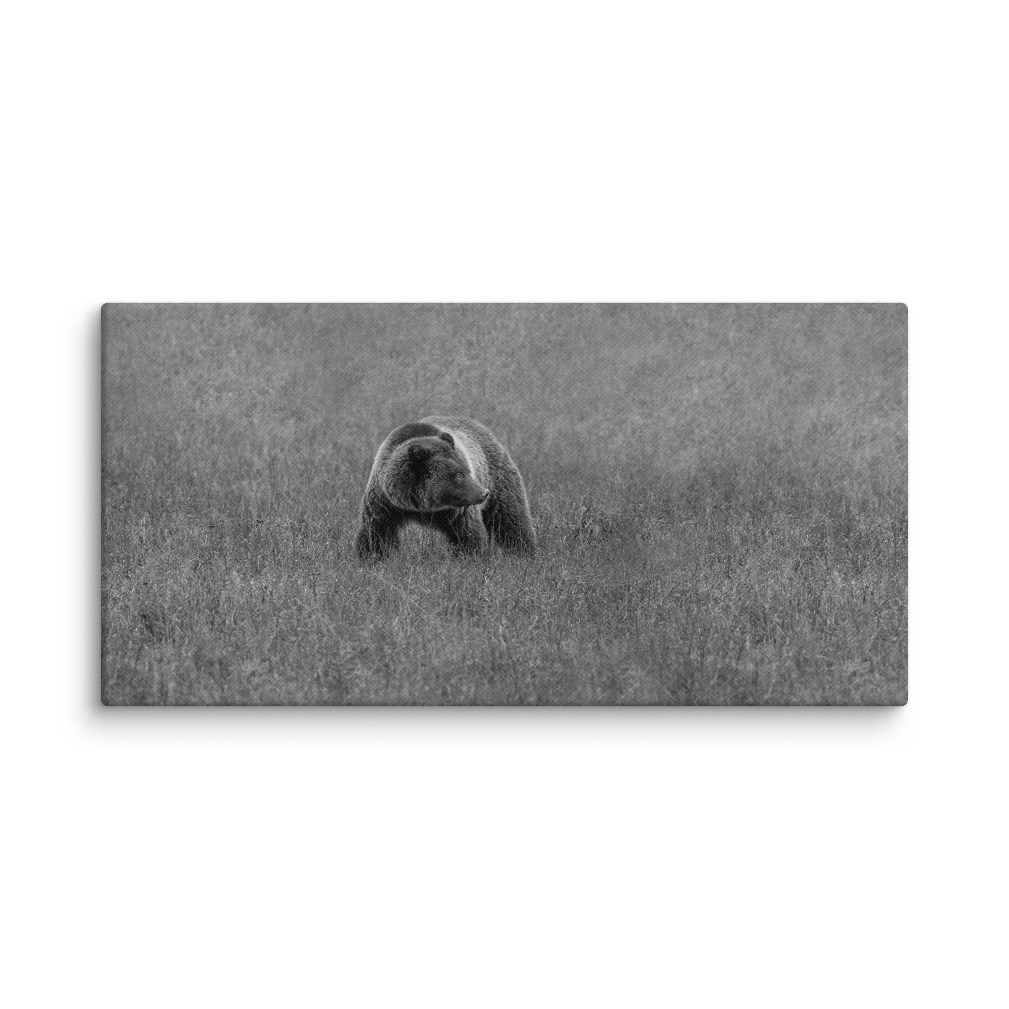 Grizzley bear on Alert! Canvas - Image 6