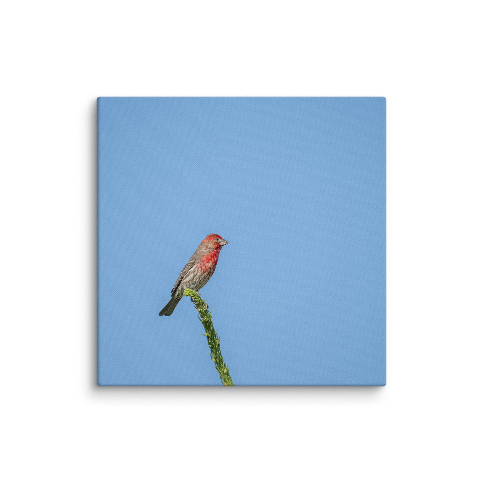 Male House Finch! Canvas - Image 6