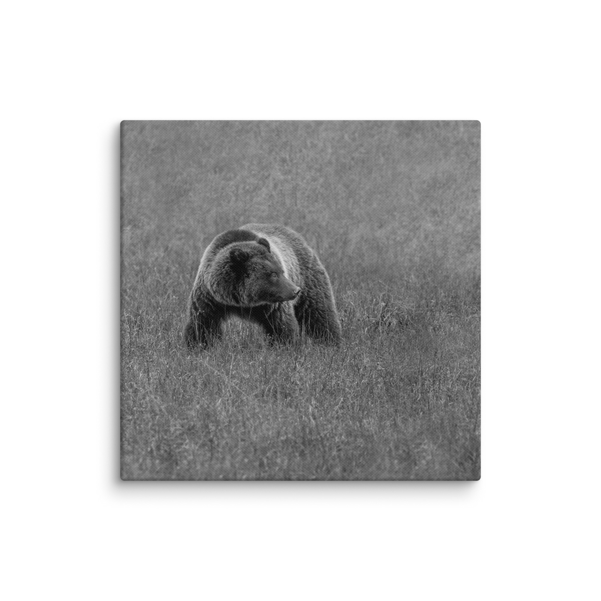 Grizzley bear on Alert! Canvas - Image 7