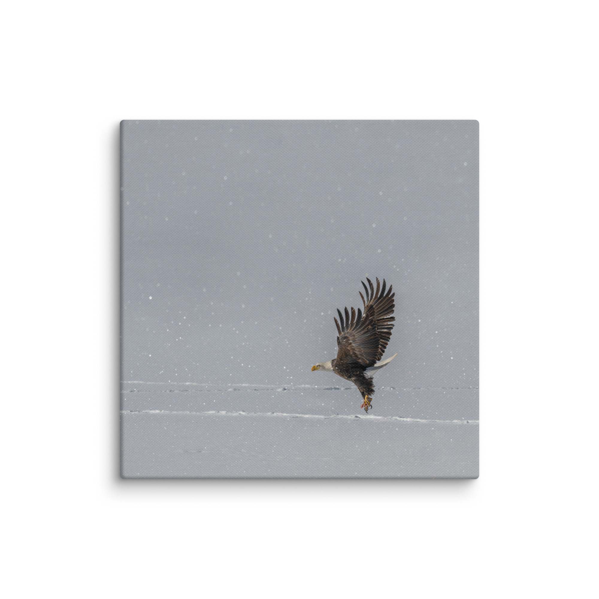 Bald eagle hunting in snow! Canvas - Image 5
