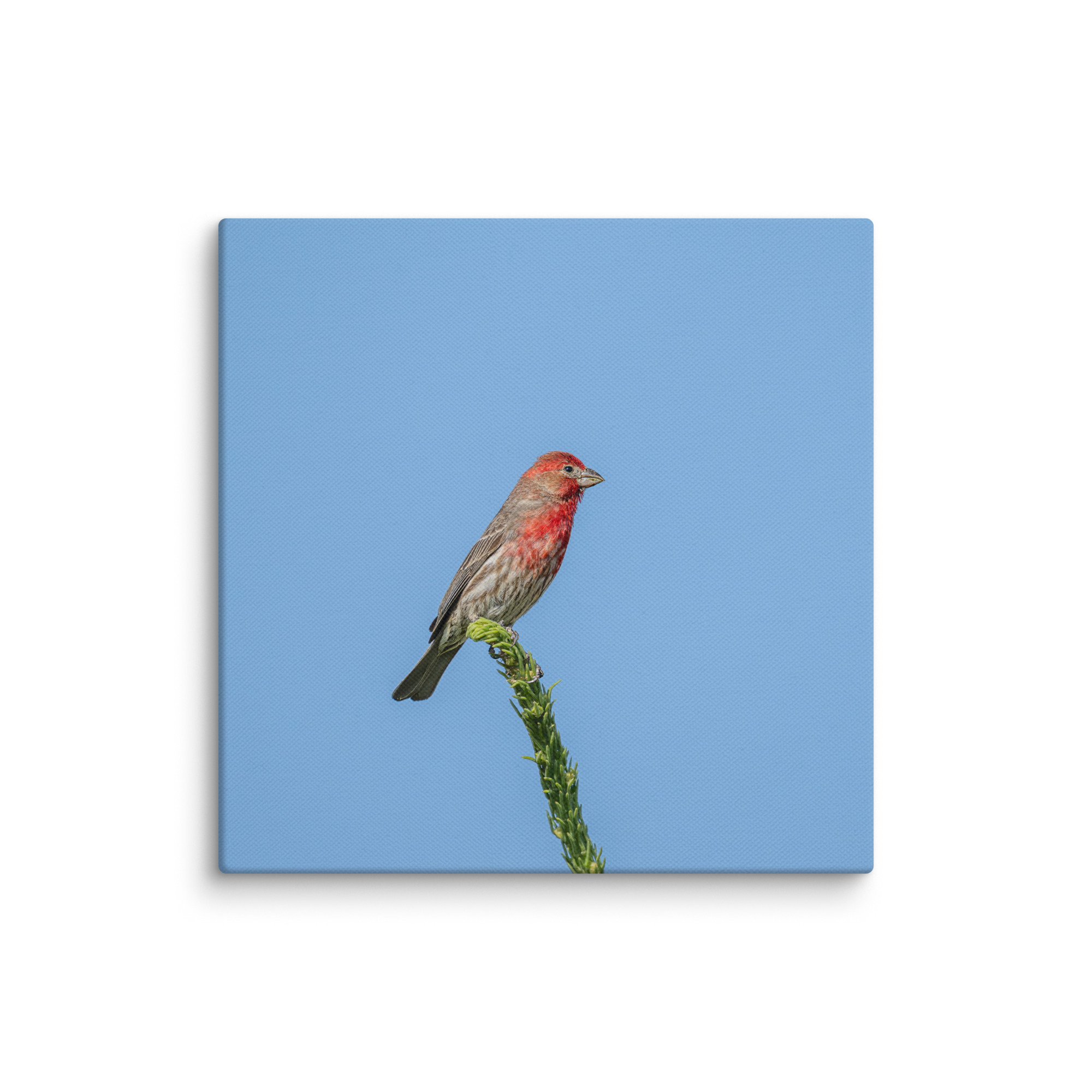 Male House Finch! Canvas - Image 17