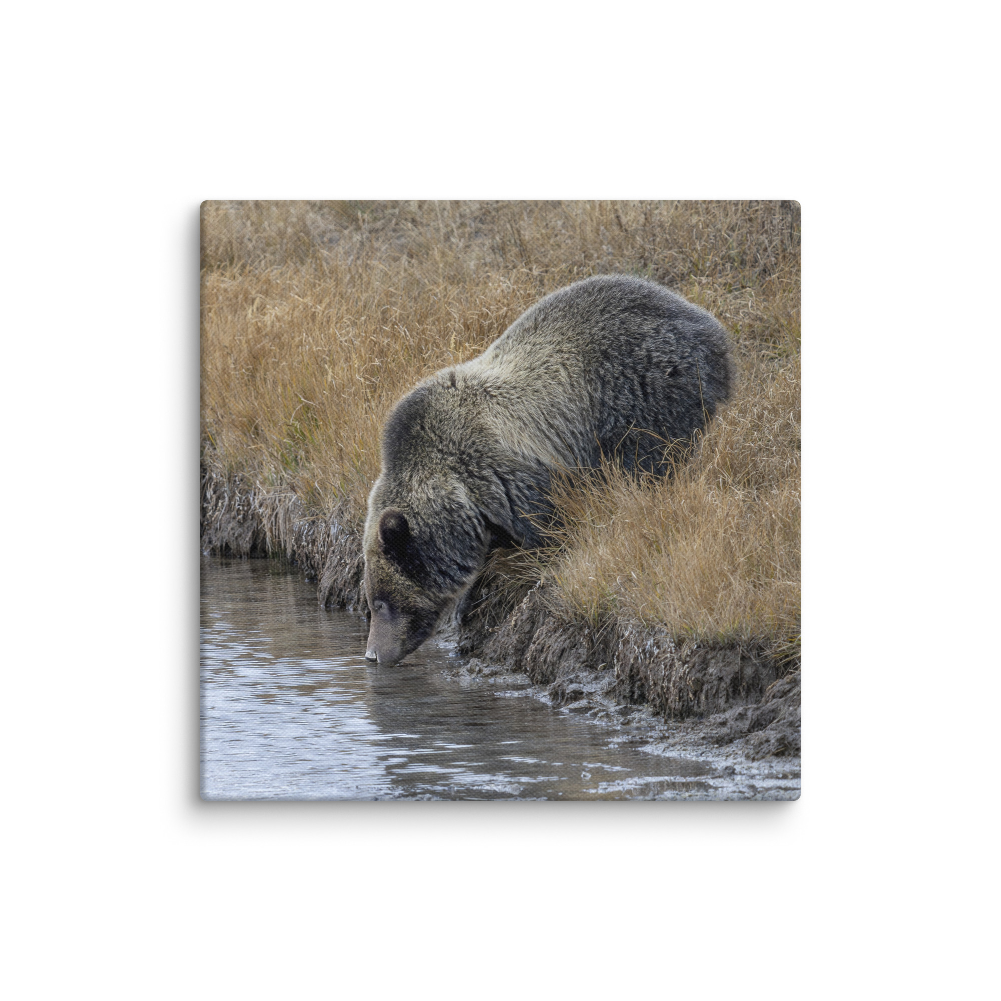Grizzly bear quenching thirst! Canvas - Image 13