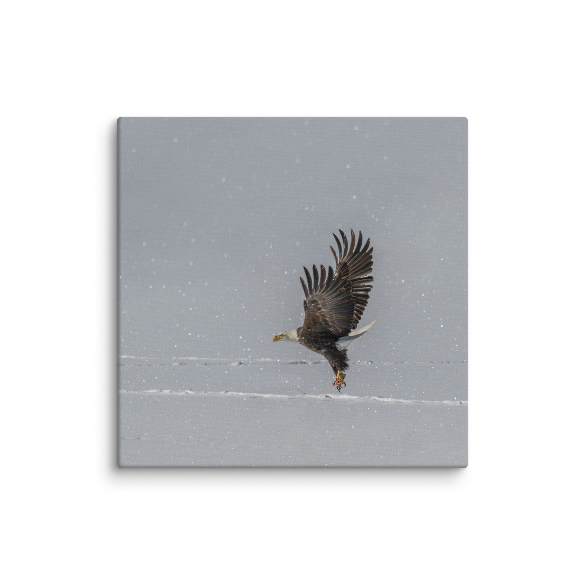 Bald eagle hunting in snow! Canvas - Image 15