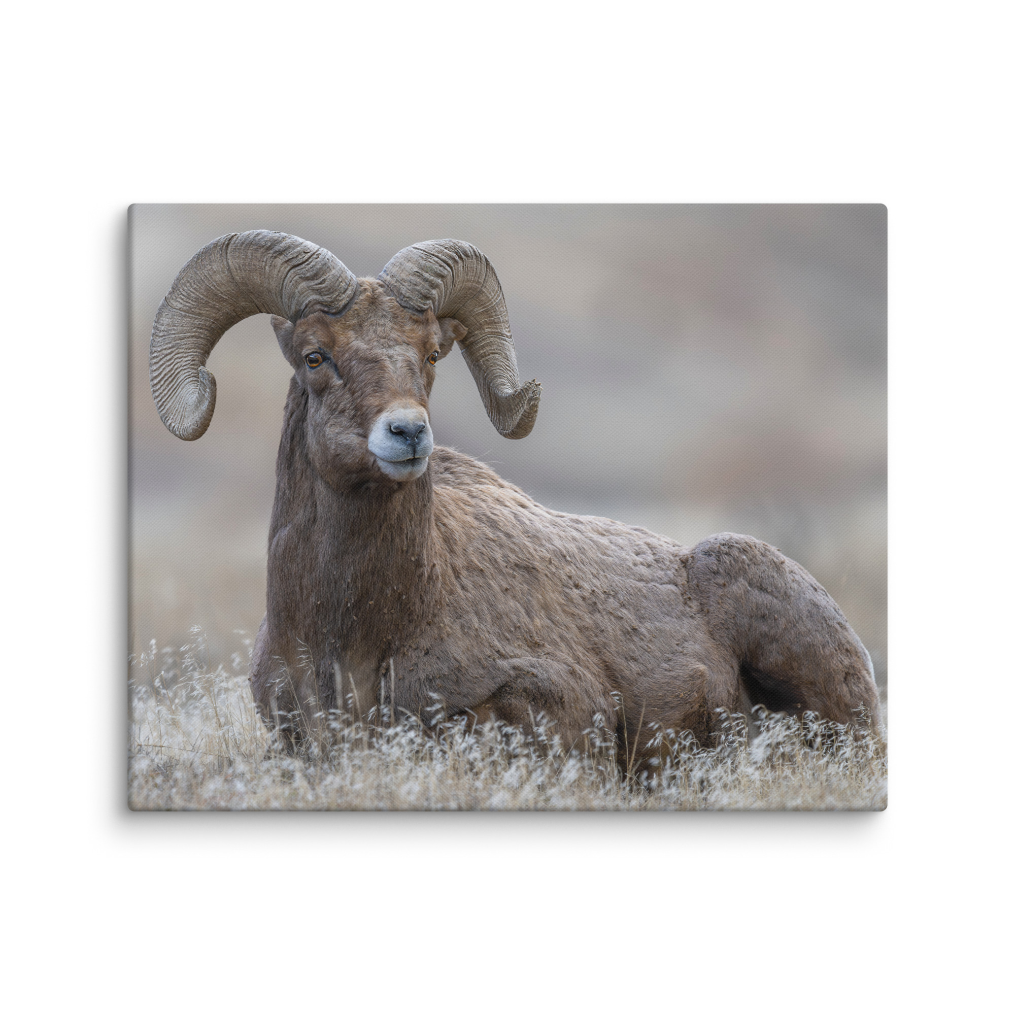 Monarch of Montana Meadows! Canvas - Image 19