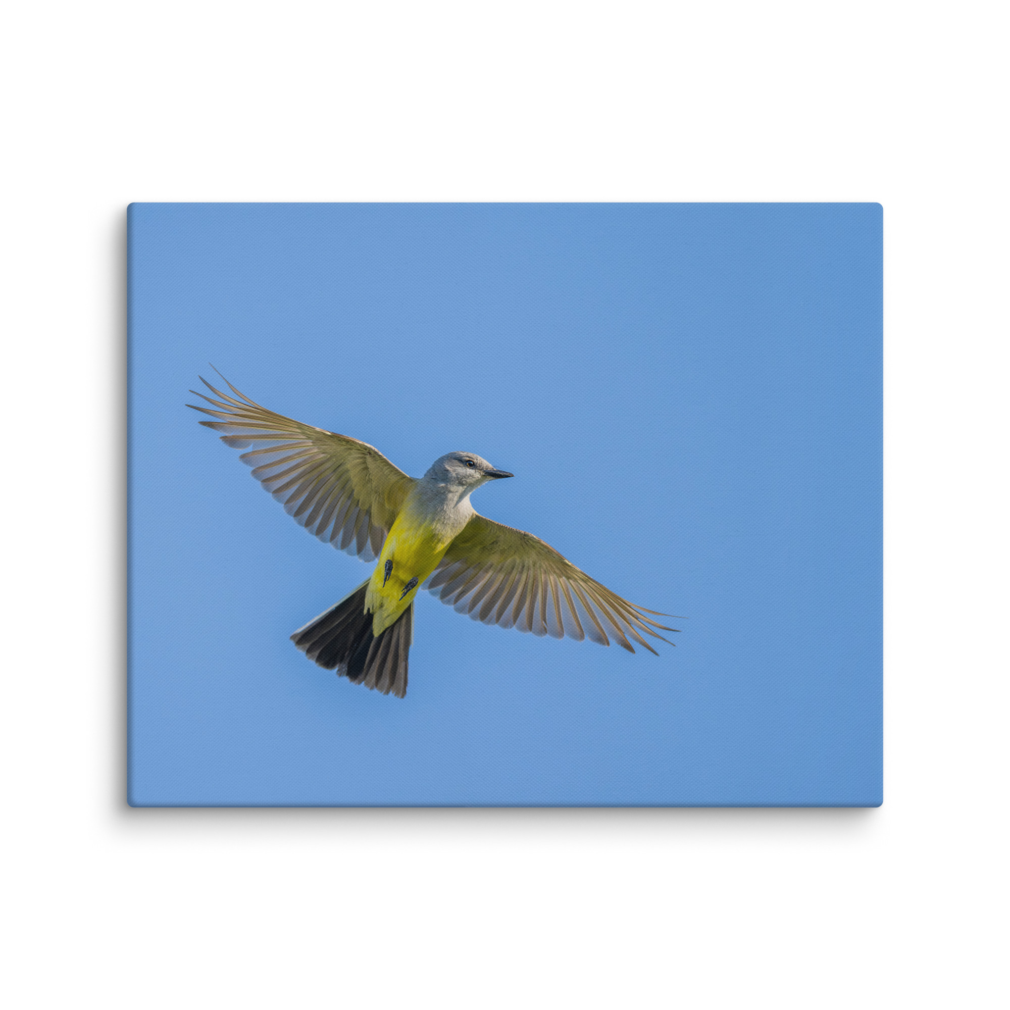 Western kingbird in flight! Canvas - Image 24