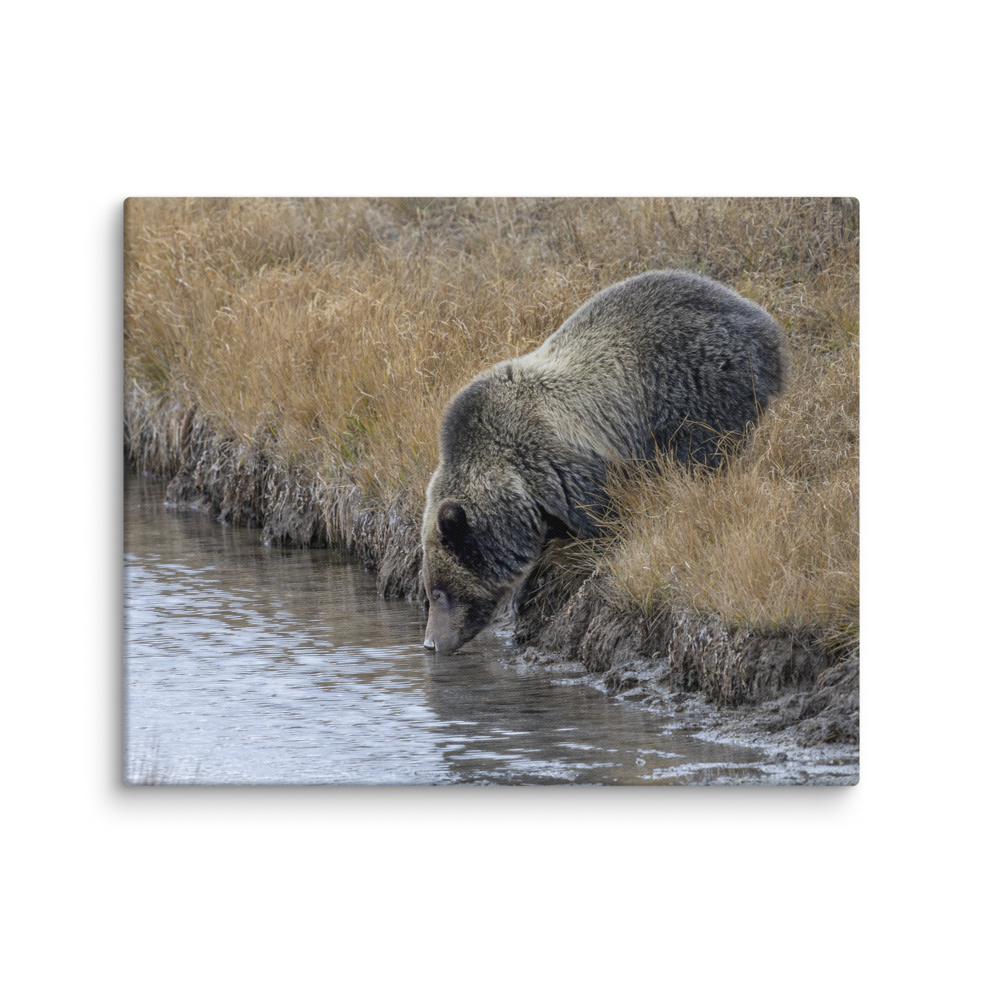Grizzly bear quenching thirst! Canvas - Image 14