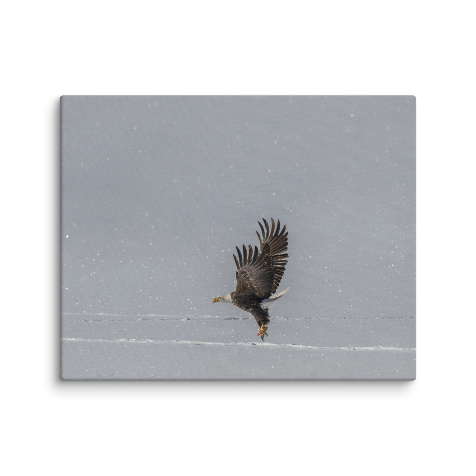 Bald eagle hunting in snow! Canvas - Image 16