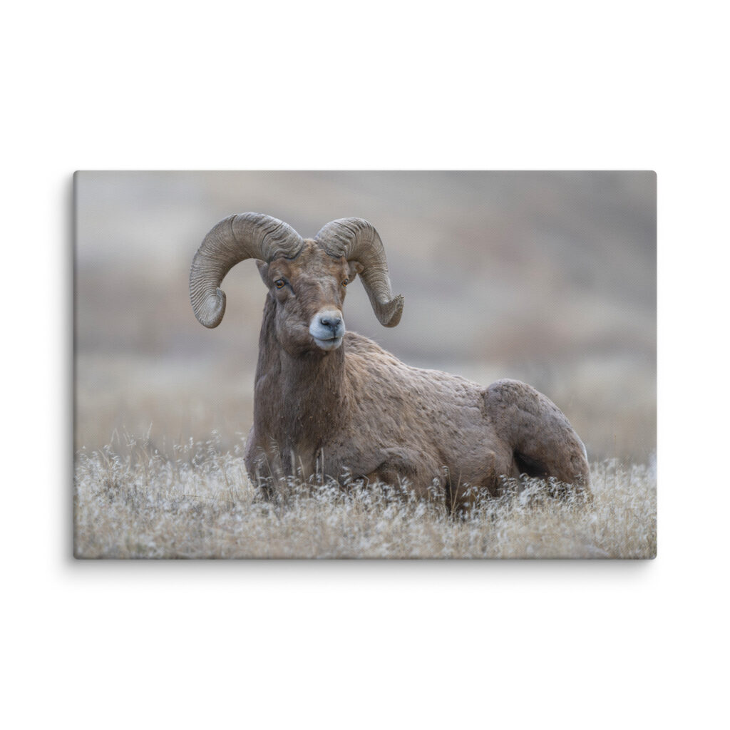 Monarch of Montana Meadows! Canvas