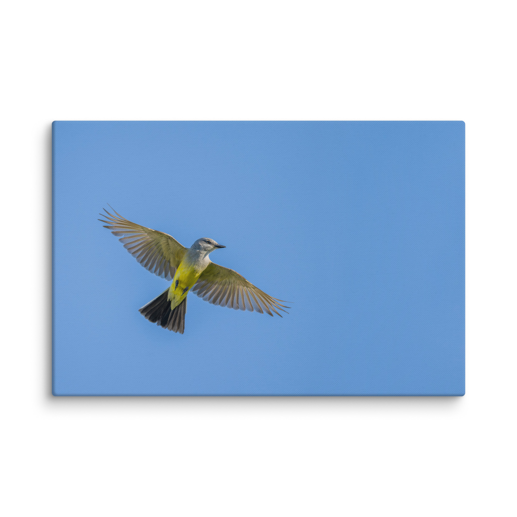 Western kingbird in flight! Canvas - Image 7