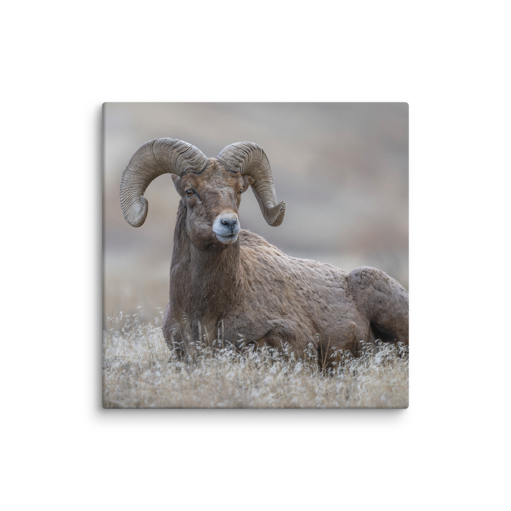 Monarch of Montana Meadows! Canvas - Image 6