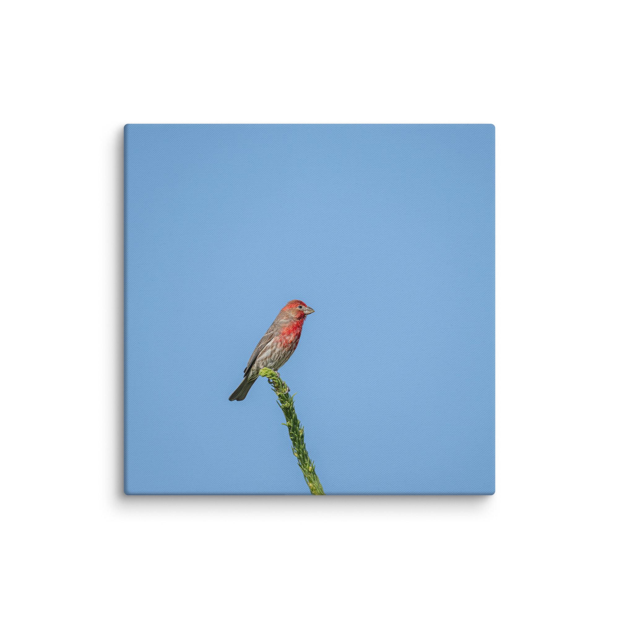 Male House Finch! Canvas - Image 8
