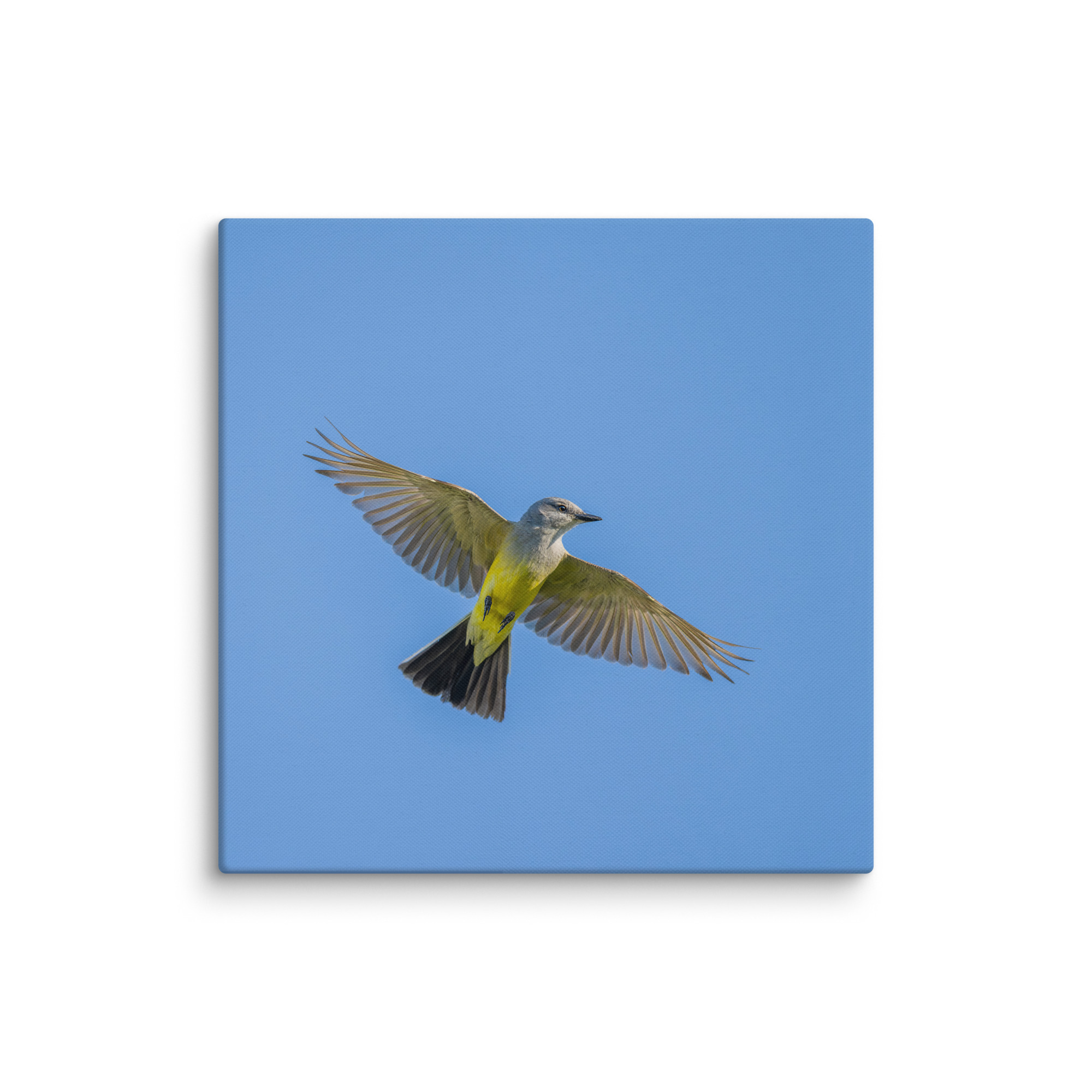Western kingbird in flight! Canvas - Image 8