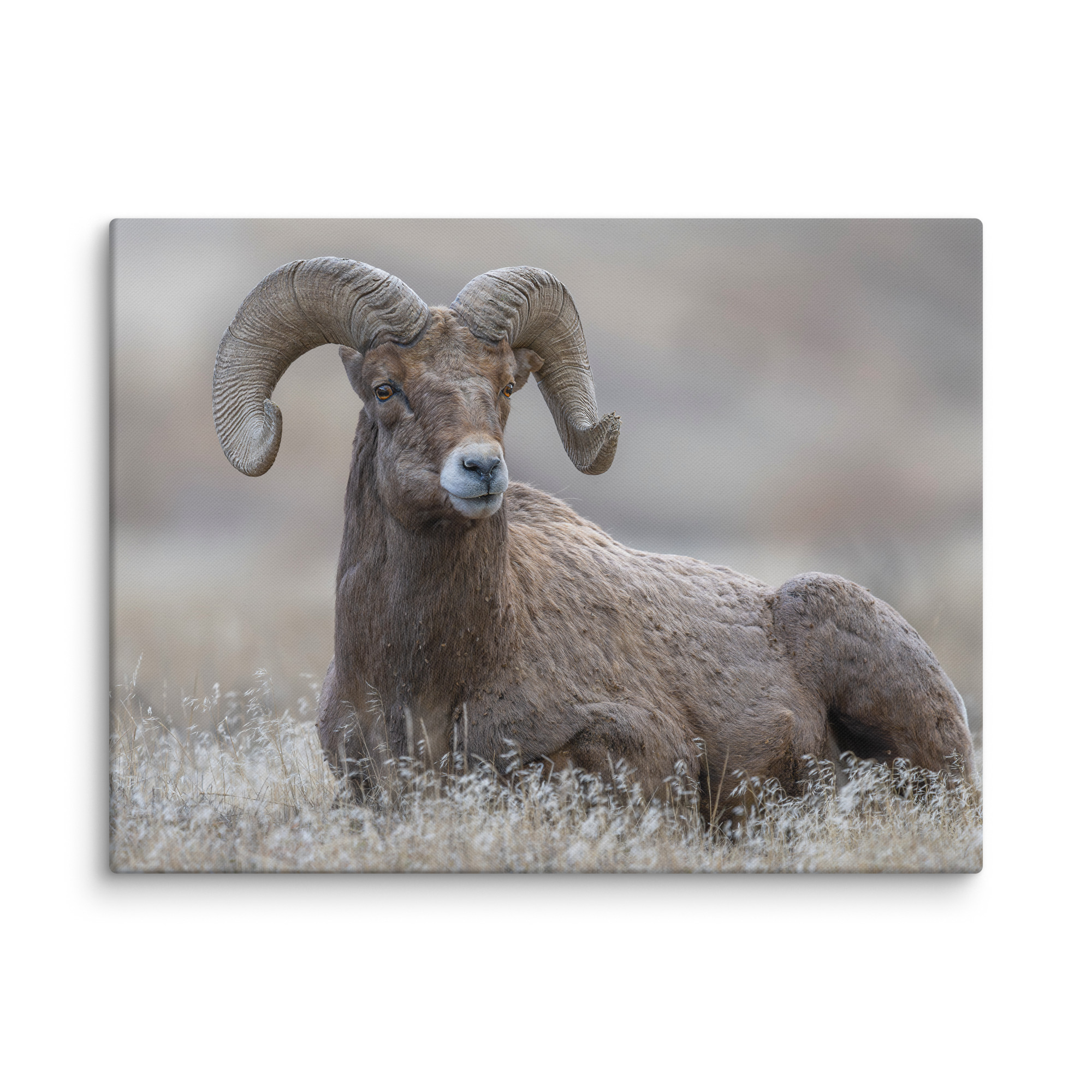 Monarch of Montana Meadows! Canvas - Image 20