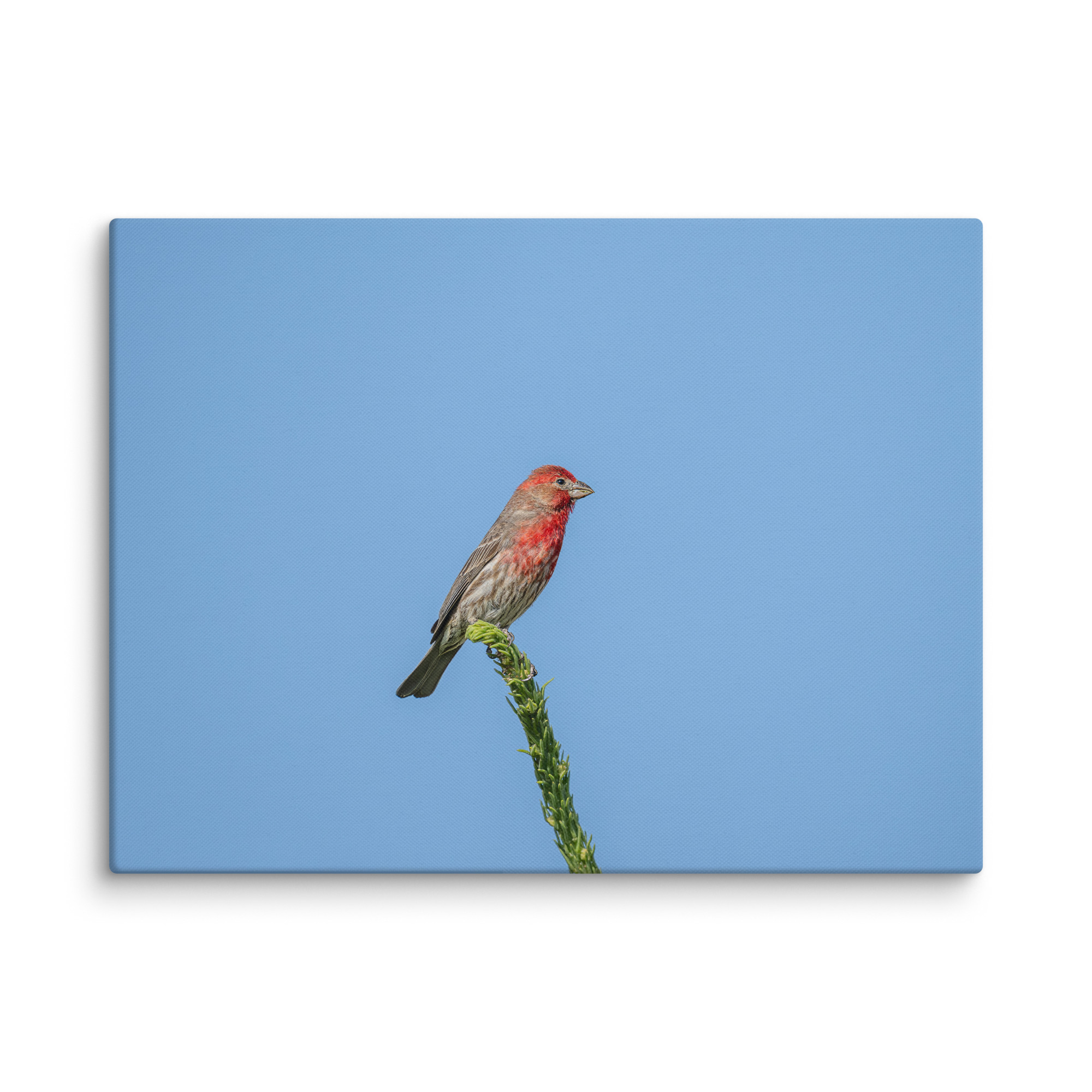 Male House Finch! Canvas - Image 18