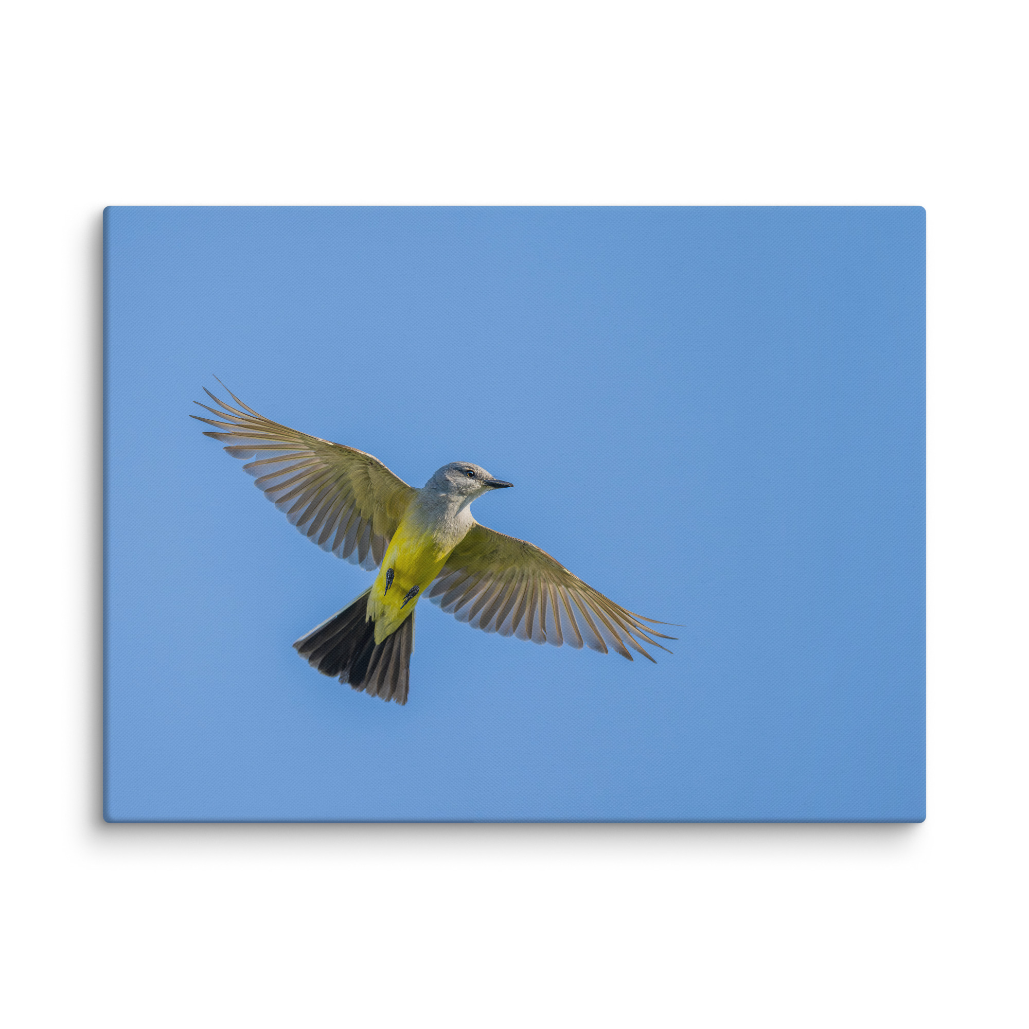 Western kingbird in flight! Canvas - Image 25