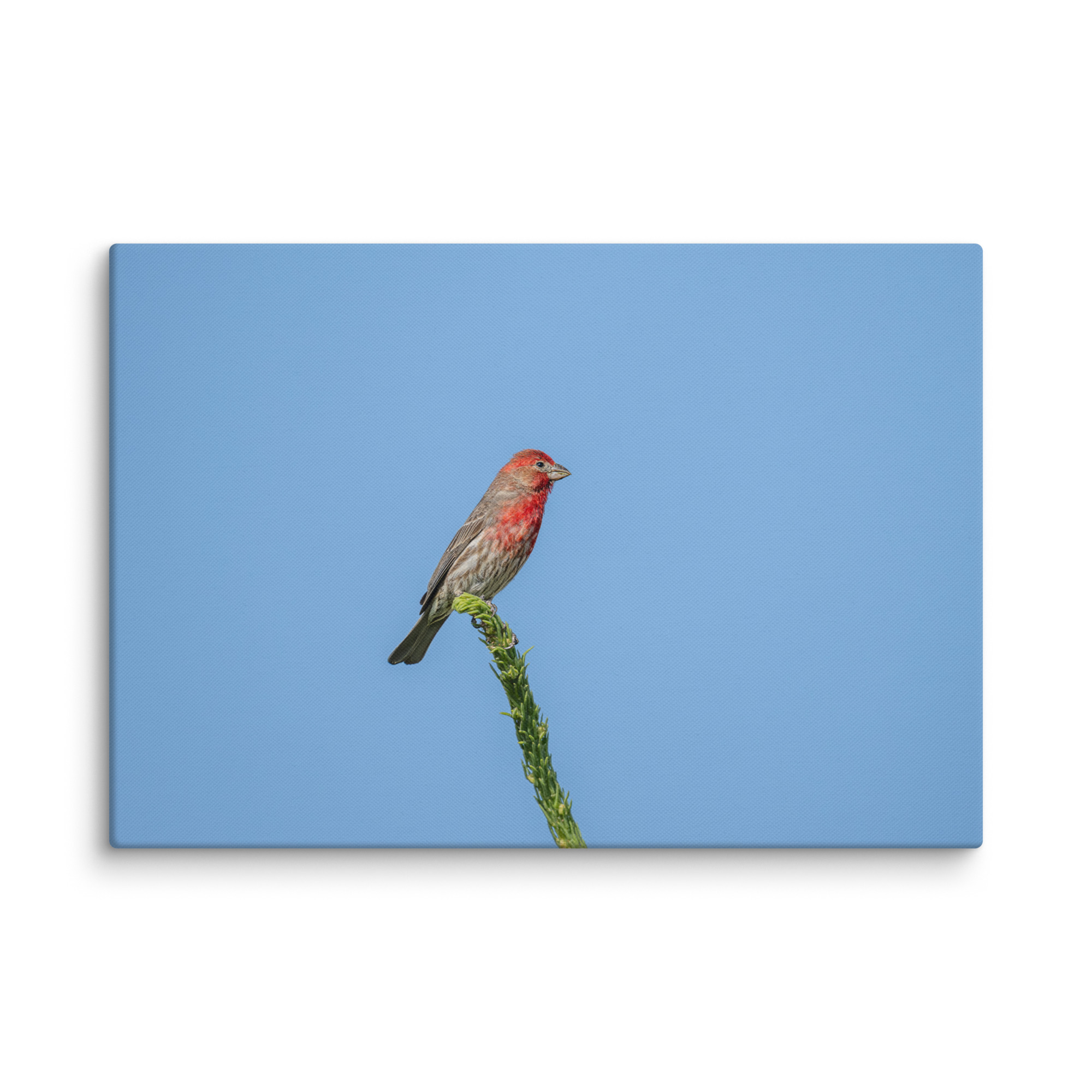 Male House Finch! Canvas - Image 9