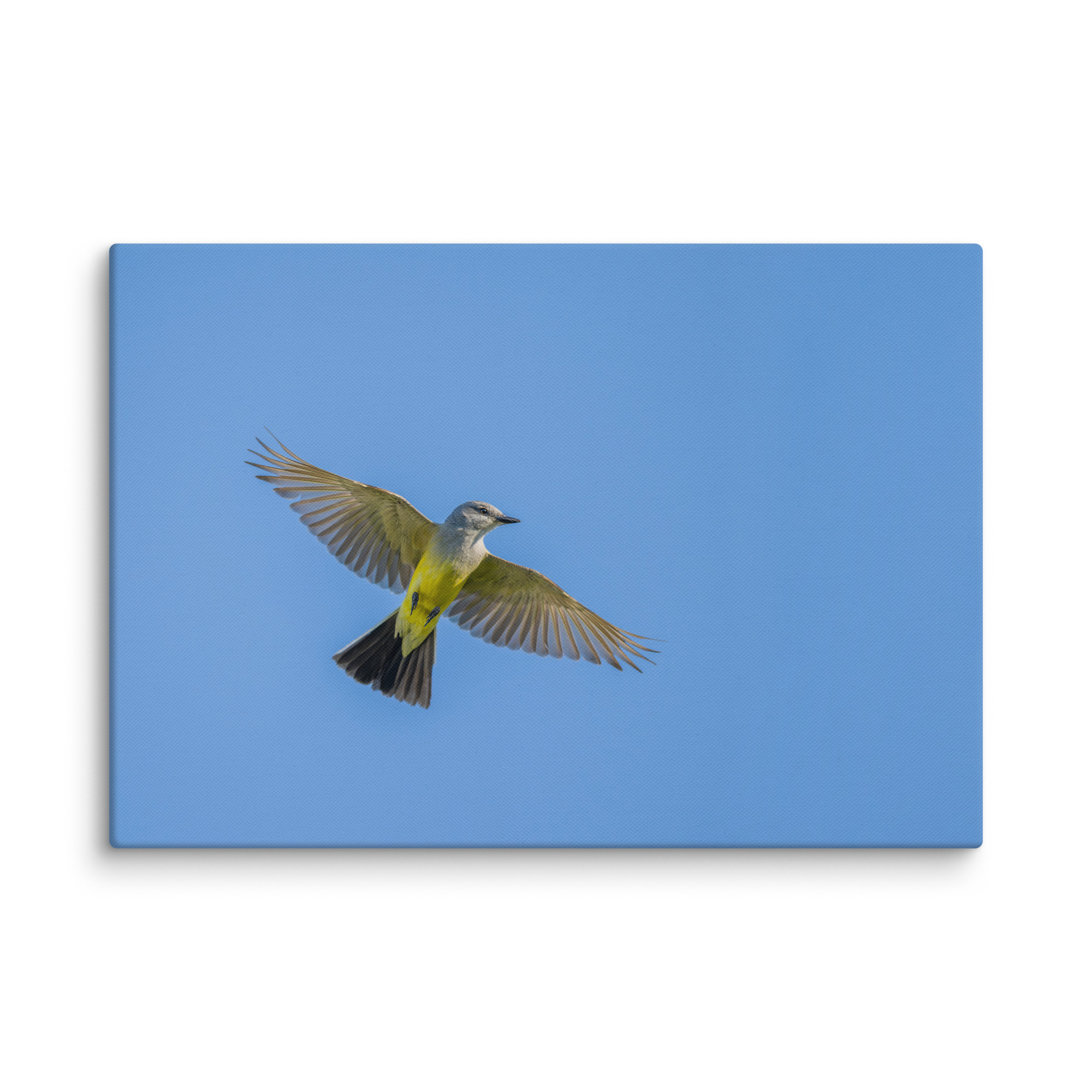 Western kingbird in flight! Canvas - Image 9