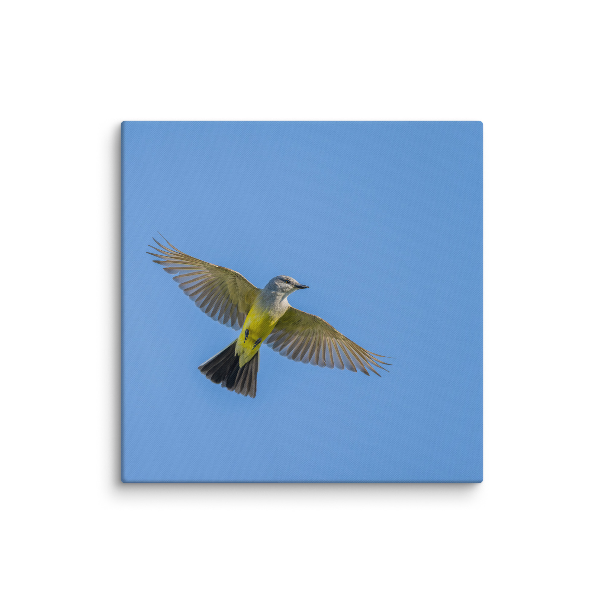 Western kingbird in flight! Canvas - Image 10