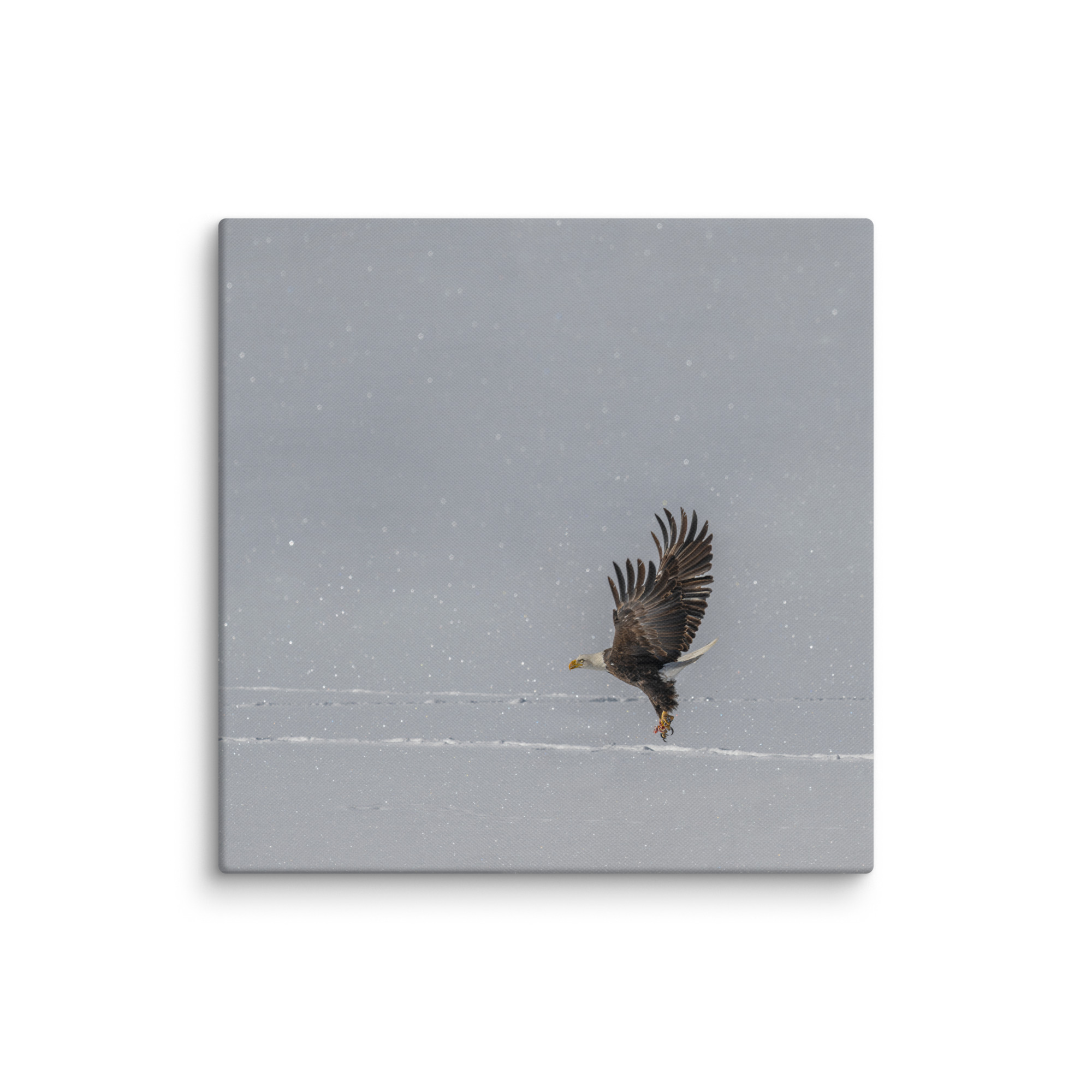 Bald eagle hunting in snow! Canvas - Image 7