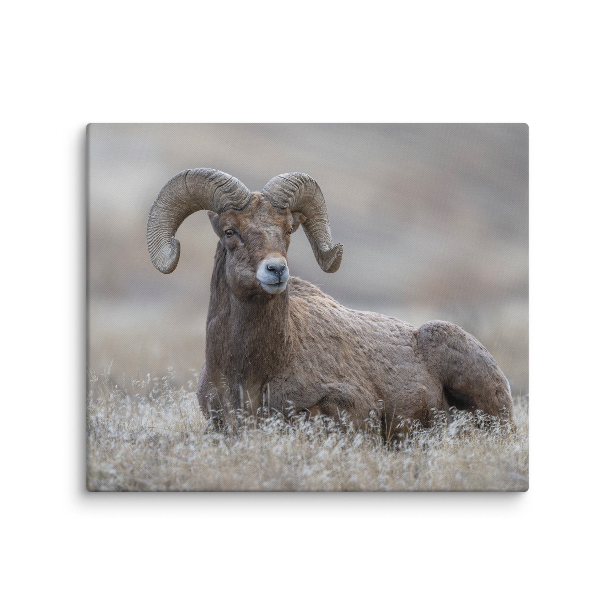 Monarch of Montana Meadows! Canvas - Image 8