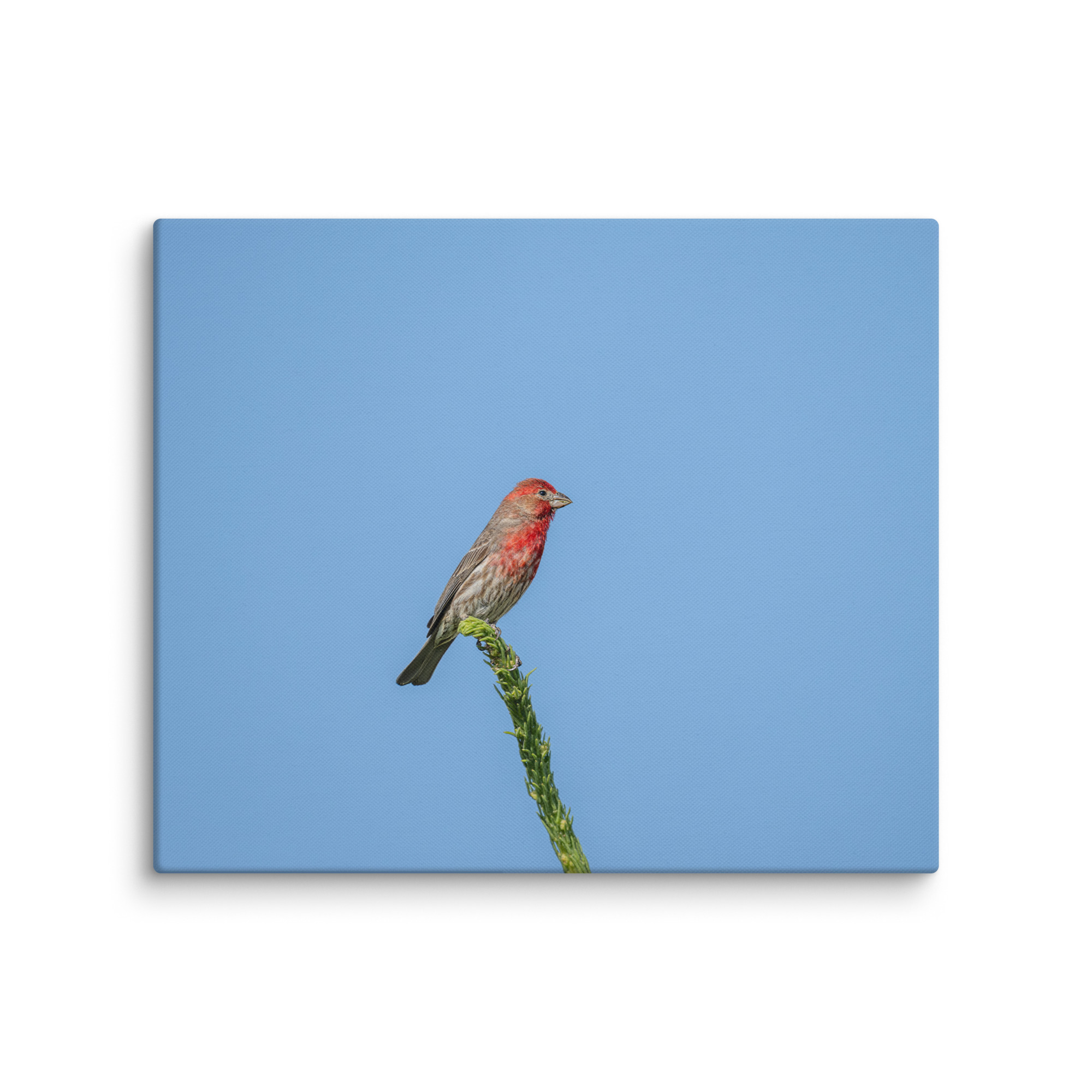 Male House Finch! Canvas - Image 10