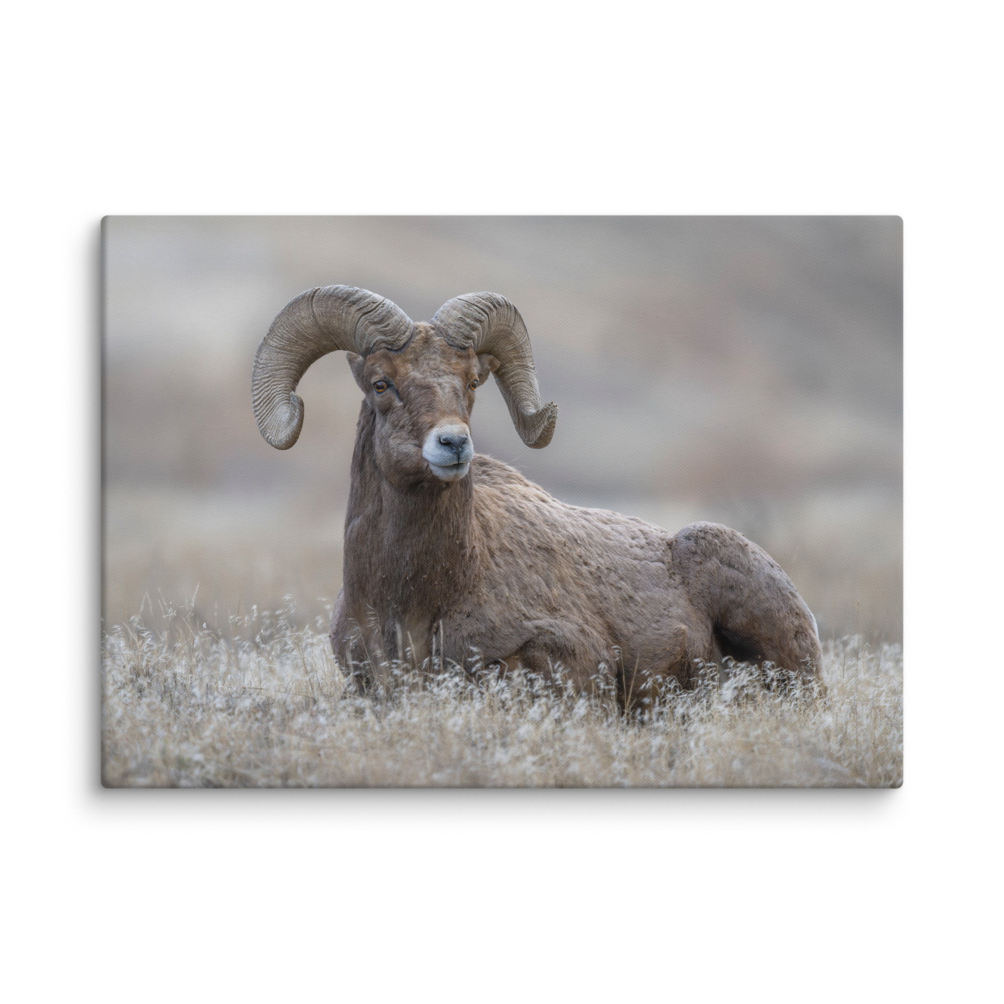 Monarch of Montana Meadows! Canvas - Image 9