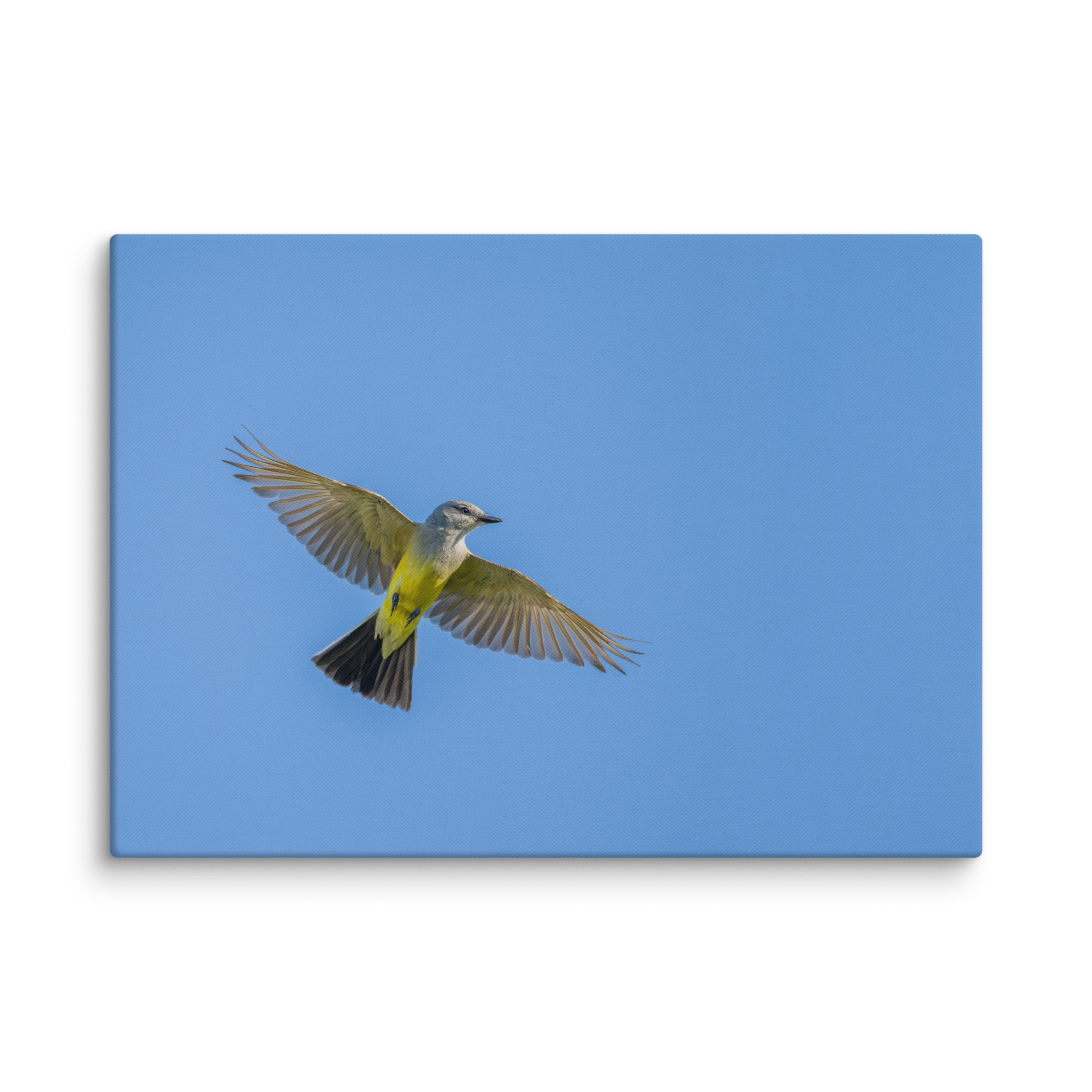 Western kingbird in flight! Canvas - Image 12