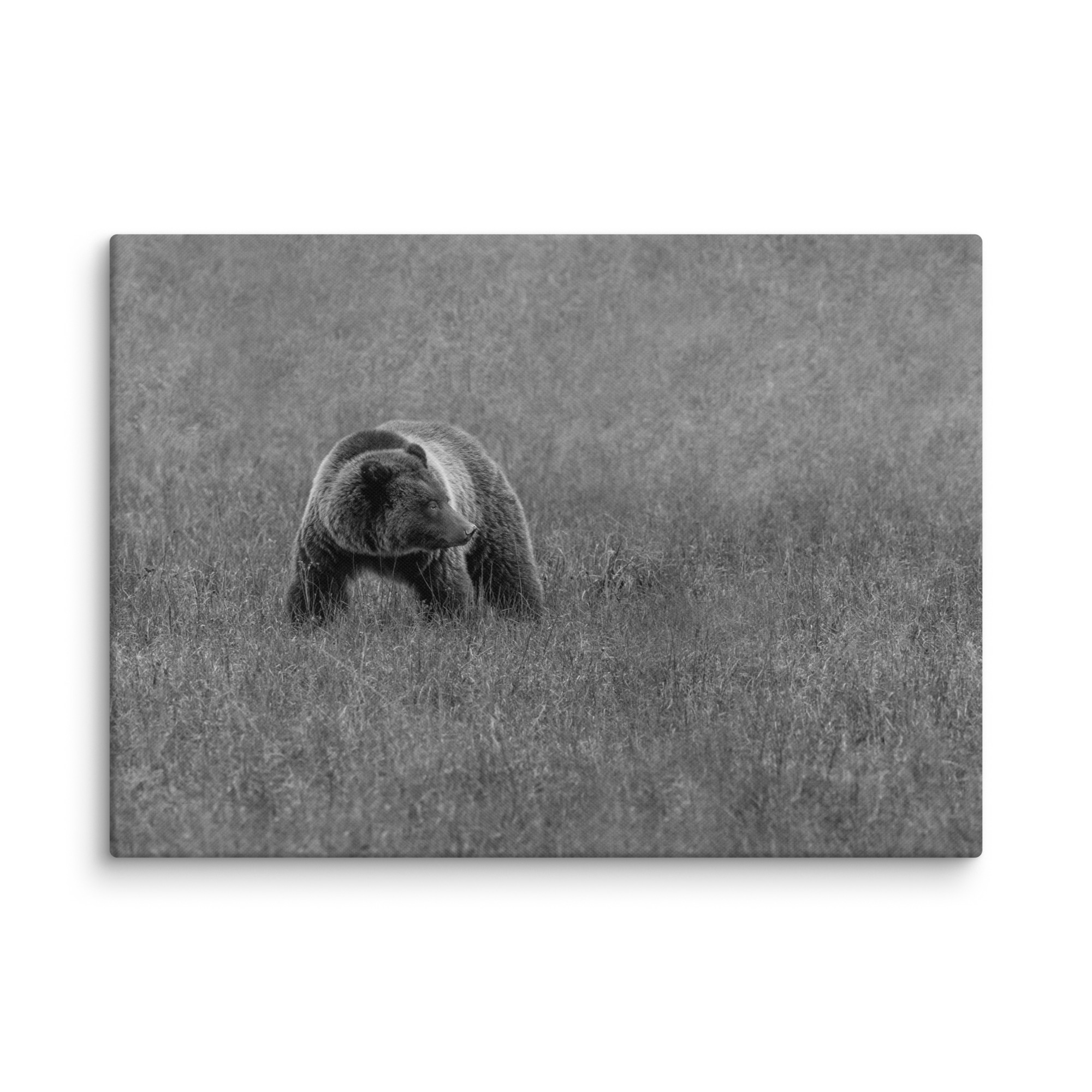 Grizzley bear on Alert! Canvas - Image 11