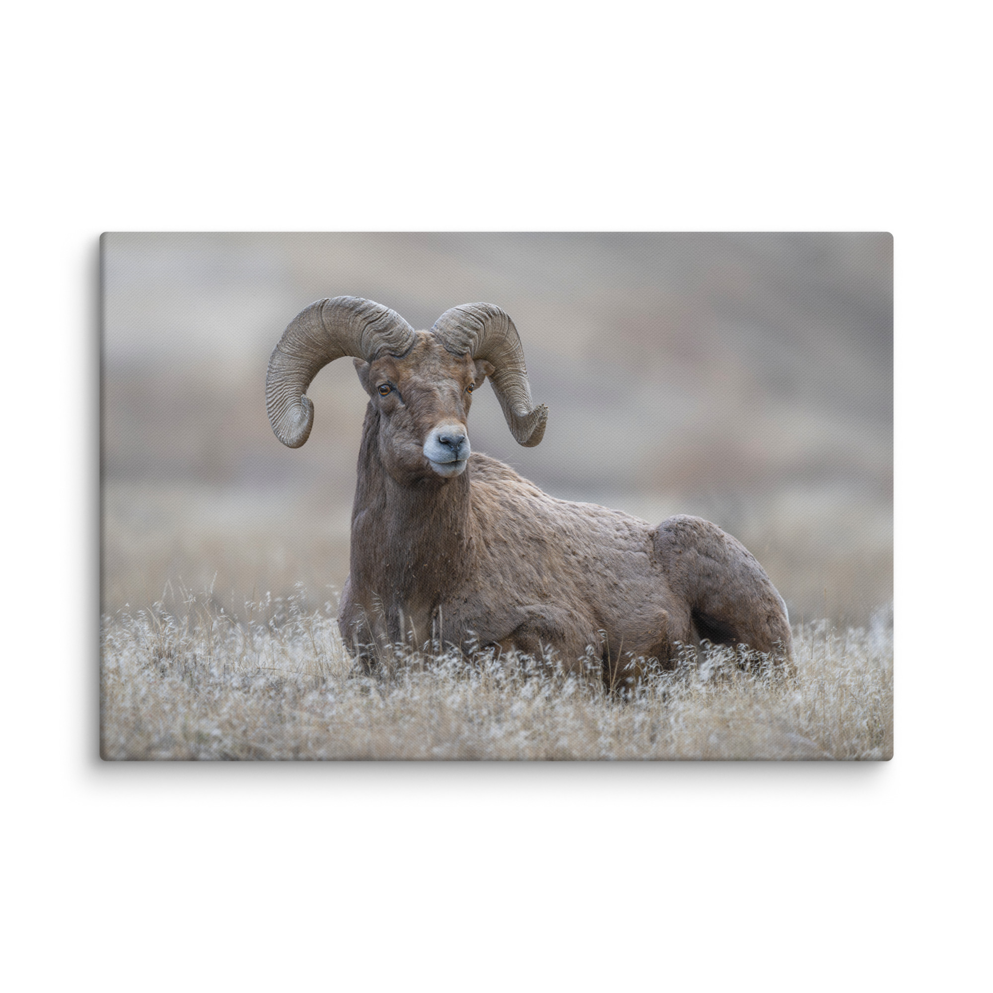 Monarch of Montana Meadows! Canvas - Image 10