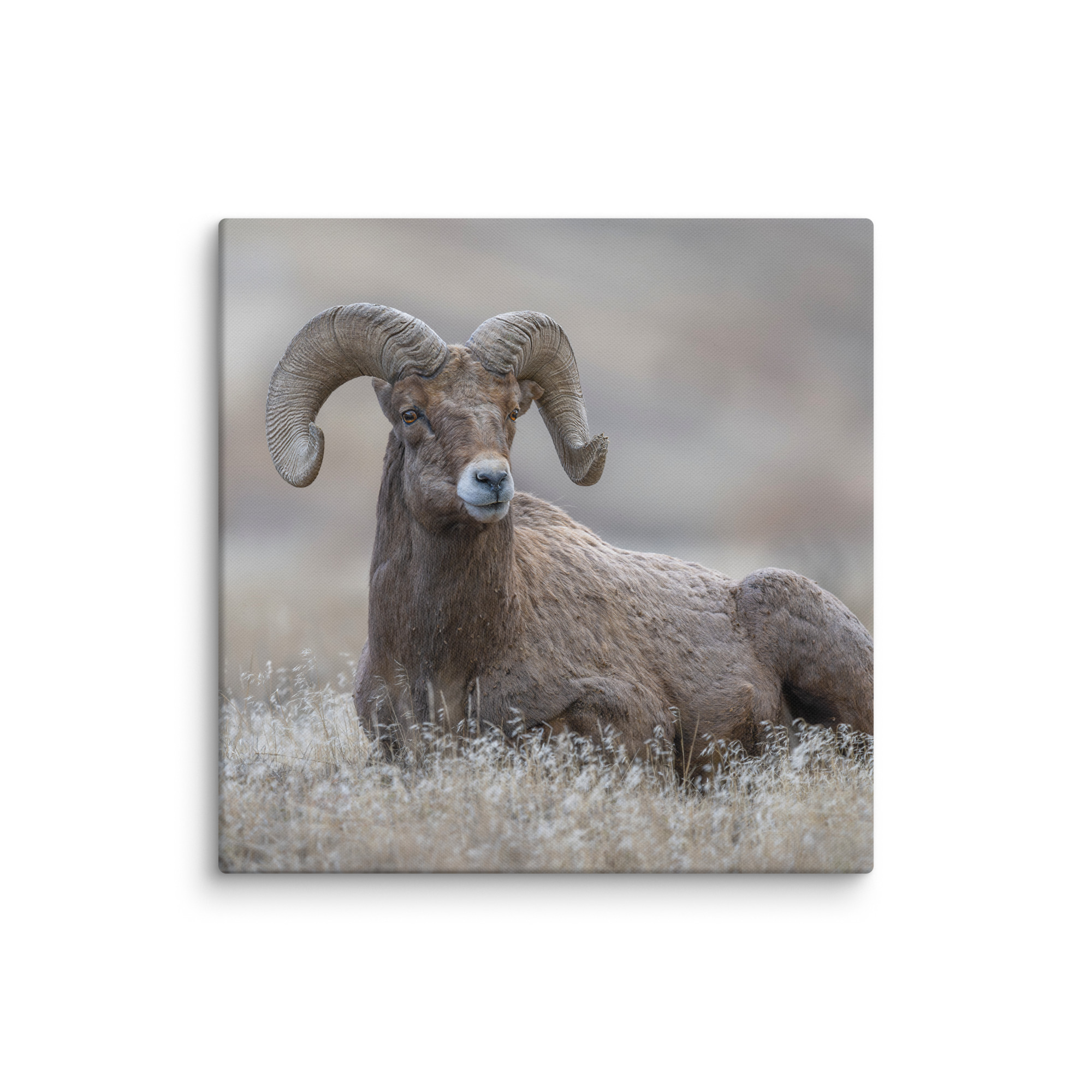 Monarch of Montana Meadows! Canvas - Image 11