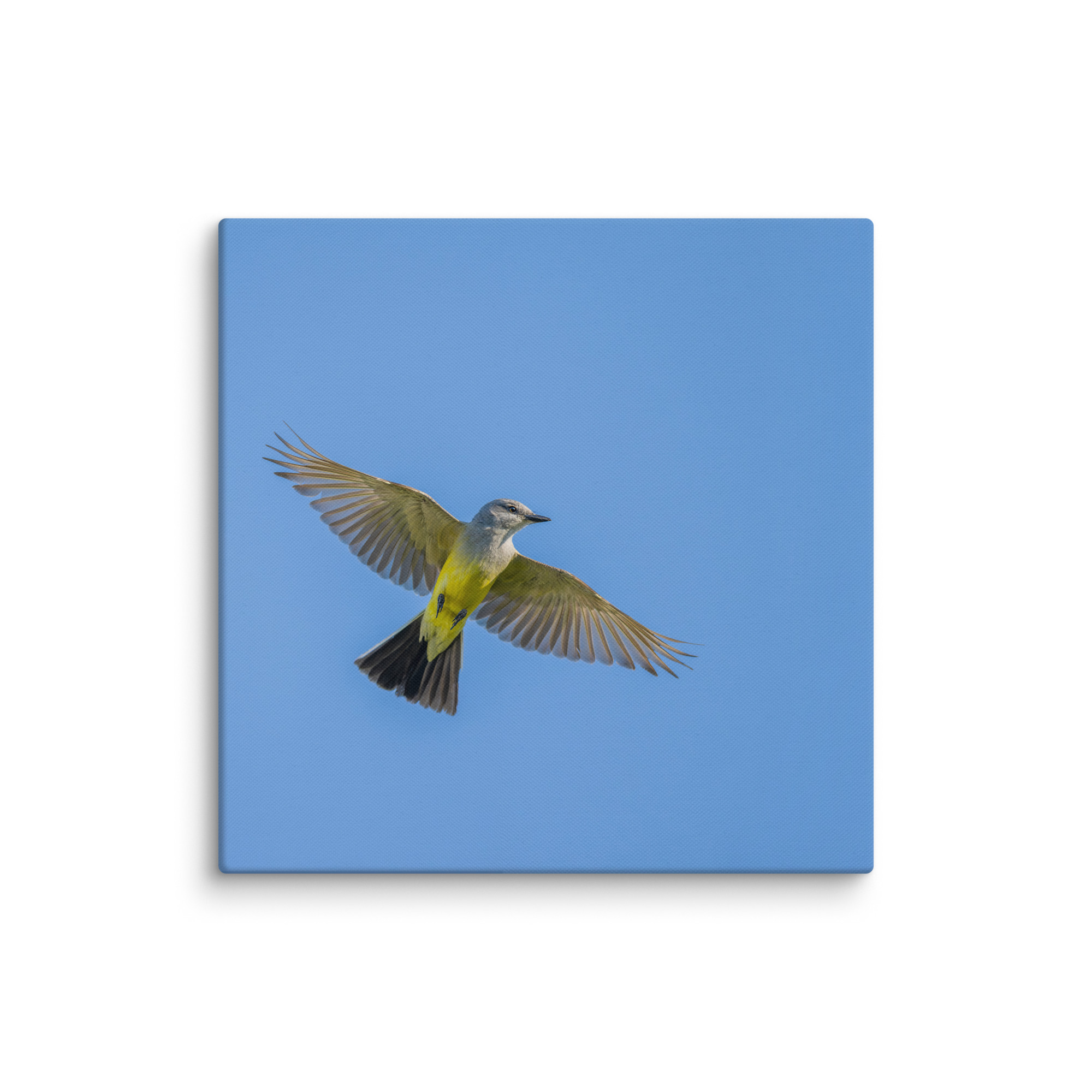 Western kingbird in flight! Canvas - Image 14