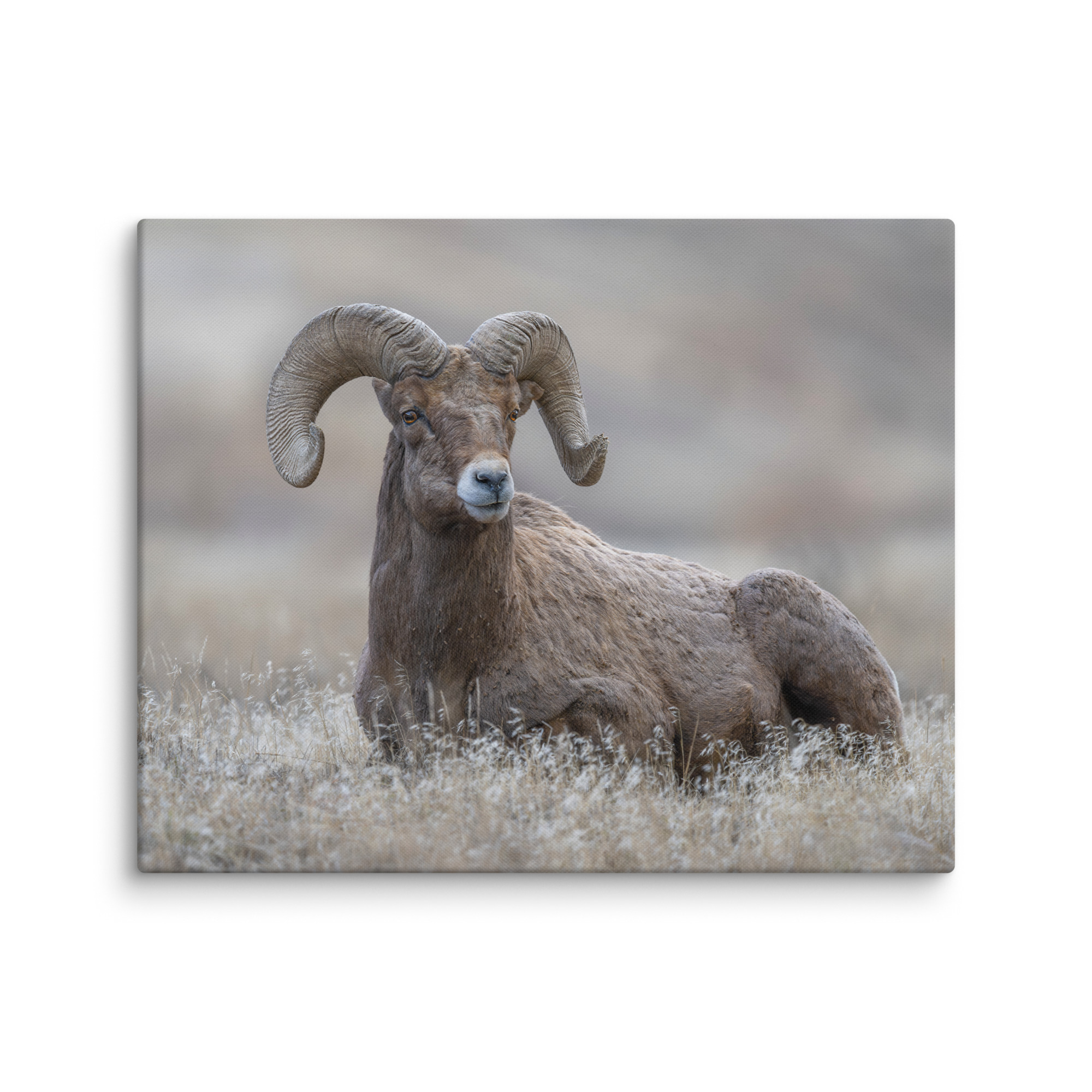 Monarch of Montana Meadows! Canvas - Image 12