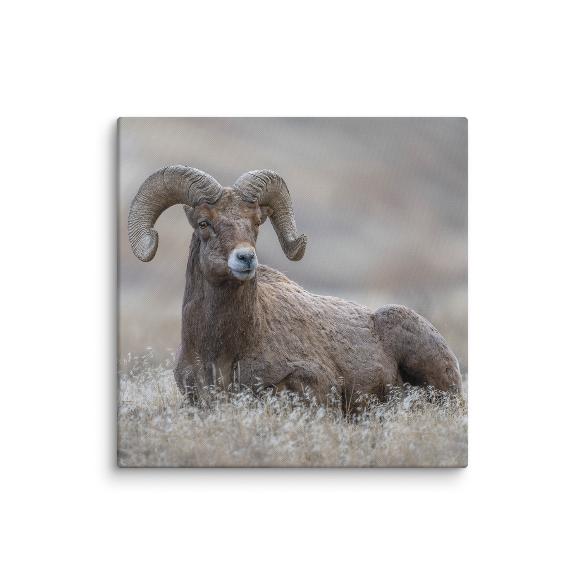 Monarch of Montana Meadows! Canvas - Image 15