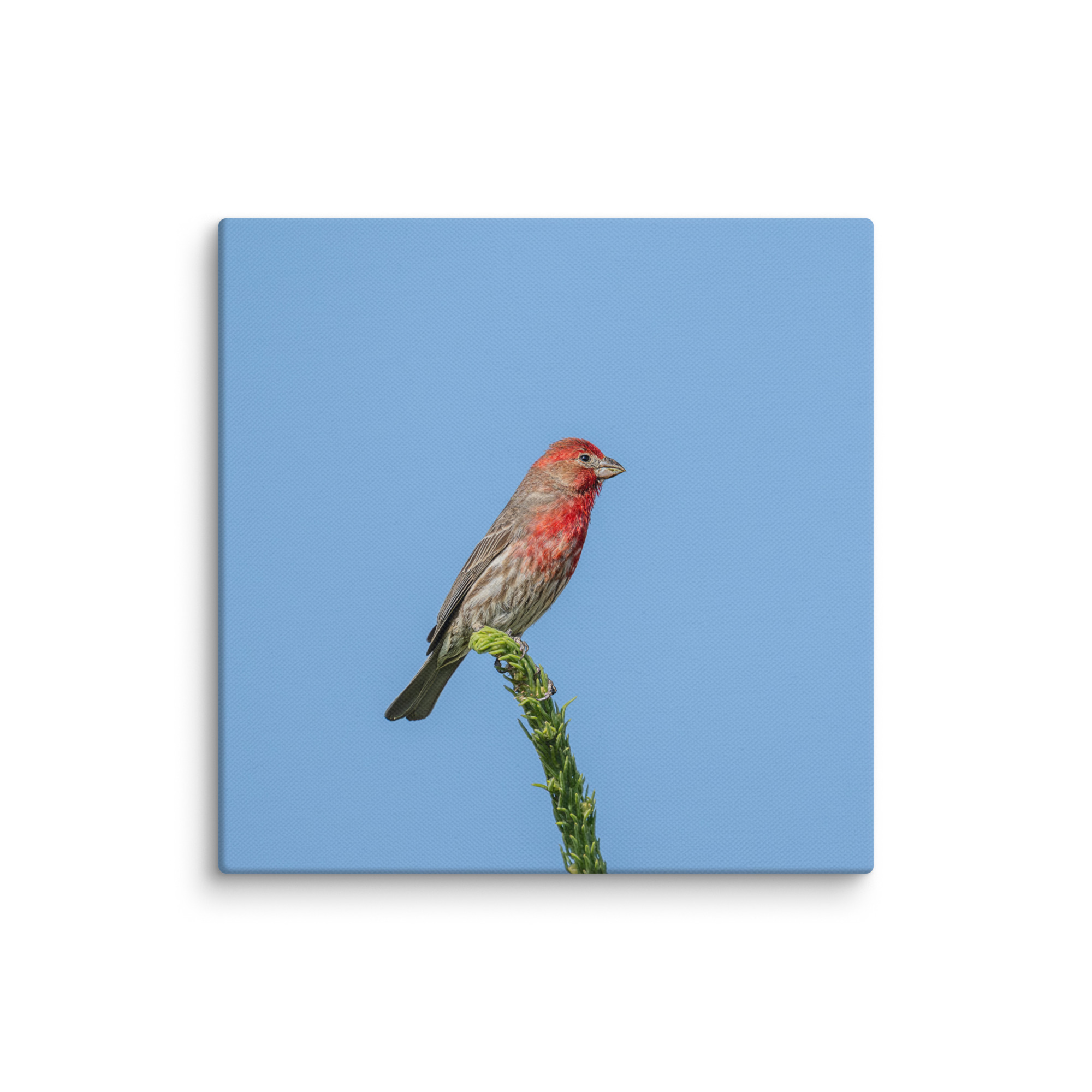 Male House Finch! Canvas - Image 11